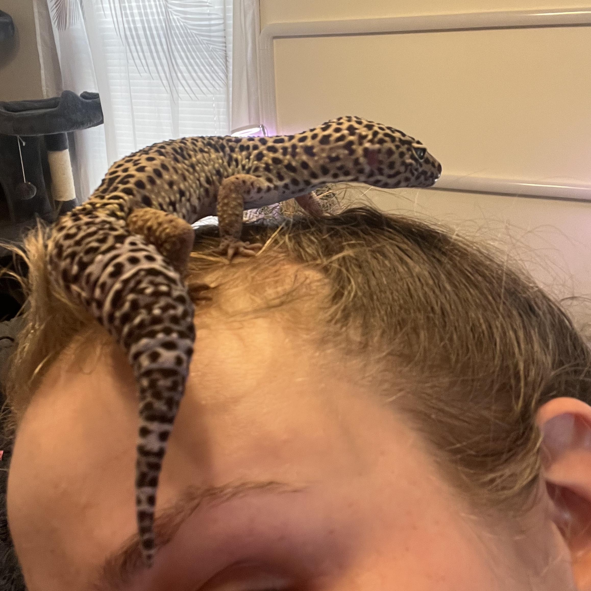 Darwin, a ADOPTABLE Gecko in Bayonne, NJ image 3/6