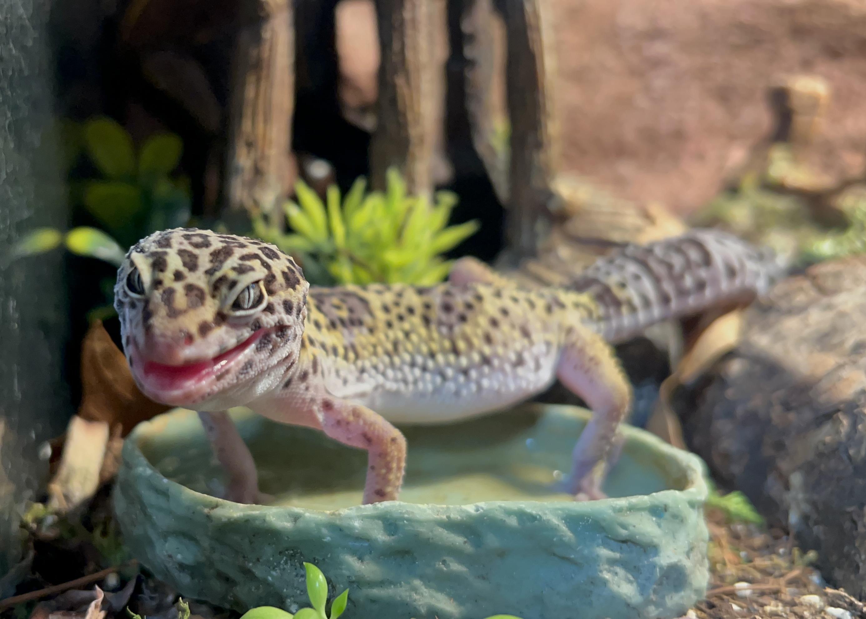 Darwin, a ADOPTABLE Gecko in Bayonne, NJ image 4/6