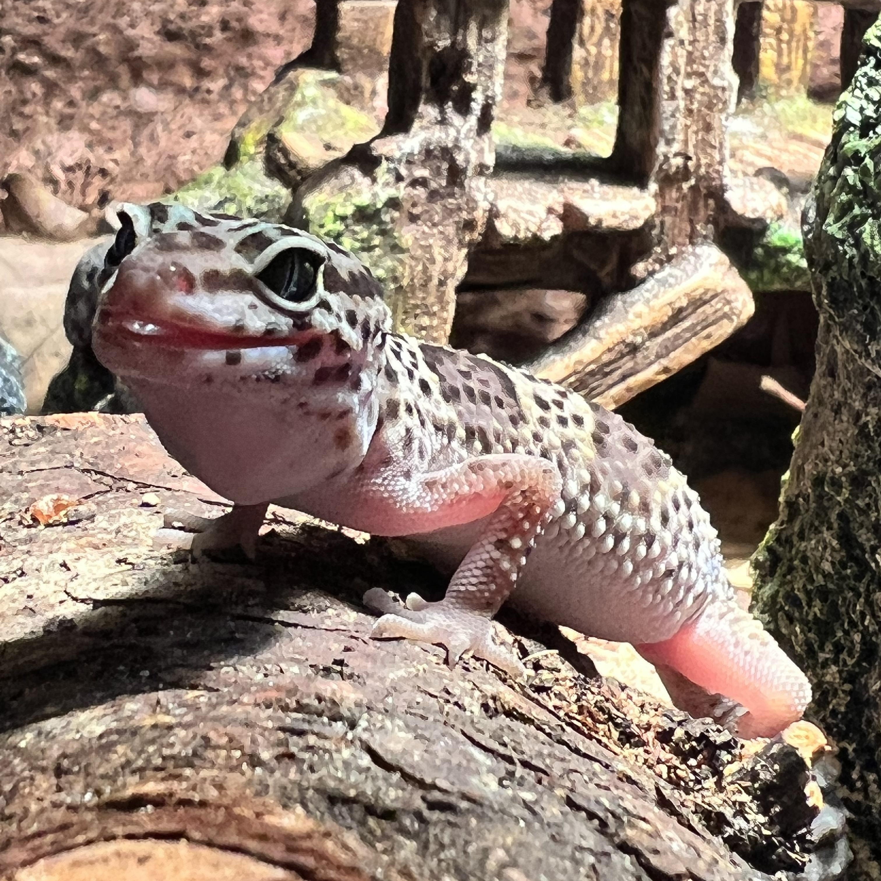 Darwin, ADOPTABLE, Adult Male Gecko.
