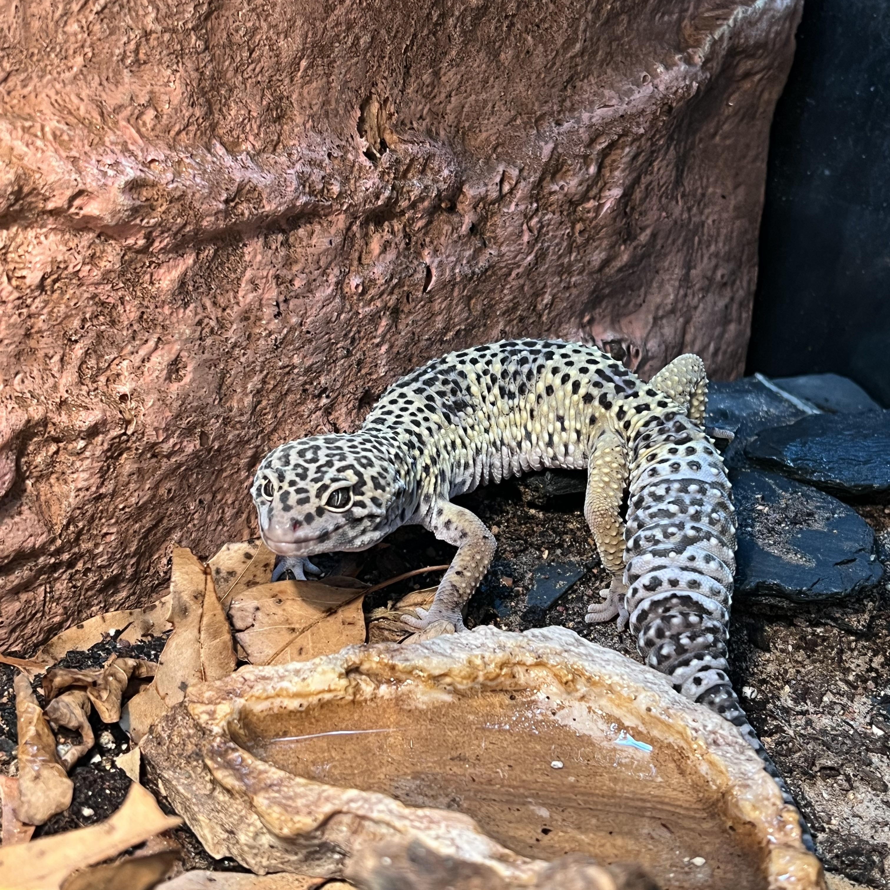 Darwin, a ADOPTABLE Gecko in Bayonne, NJ image 5/6