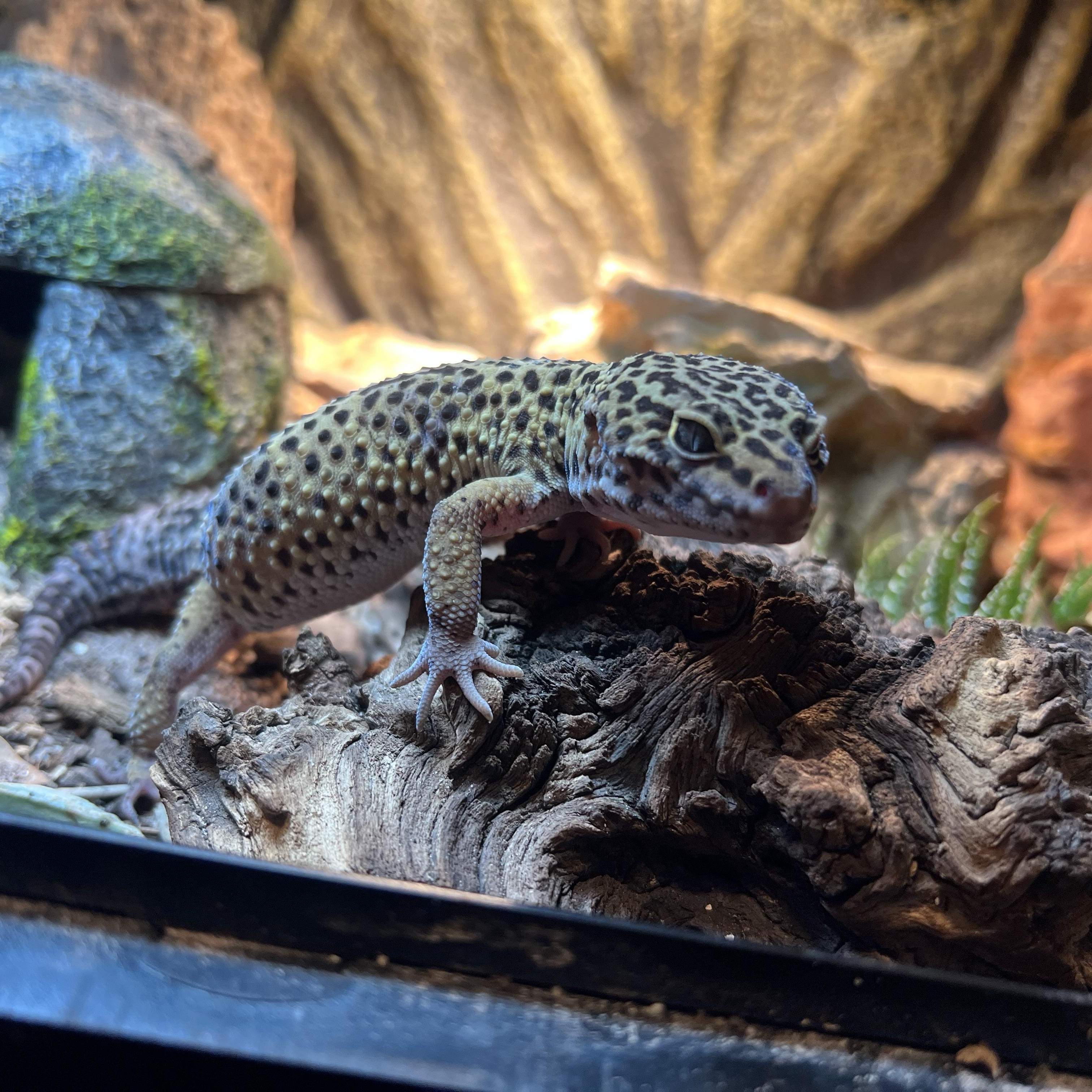 Darwin, a ADOPTABLE Gecko in Bayonne, NJ image 6/6