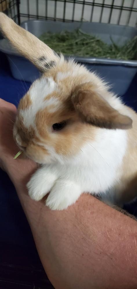 Alice, Adopted, Baby Female Dwarf.