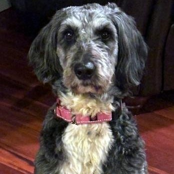 Ethel, Adoptable, Adult Female Goldendoodle.