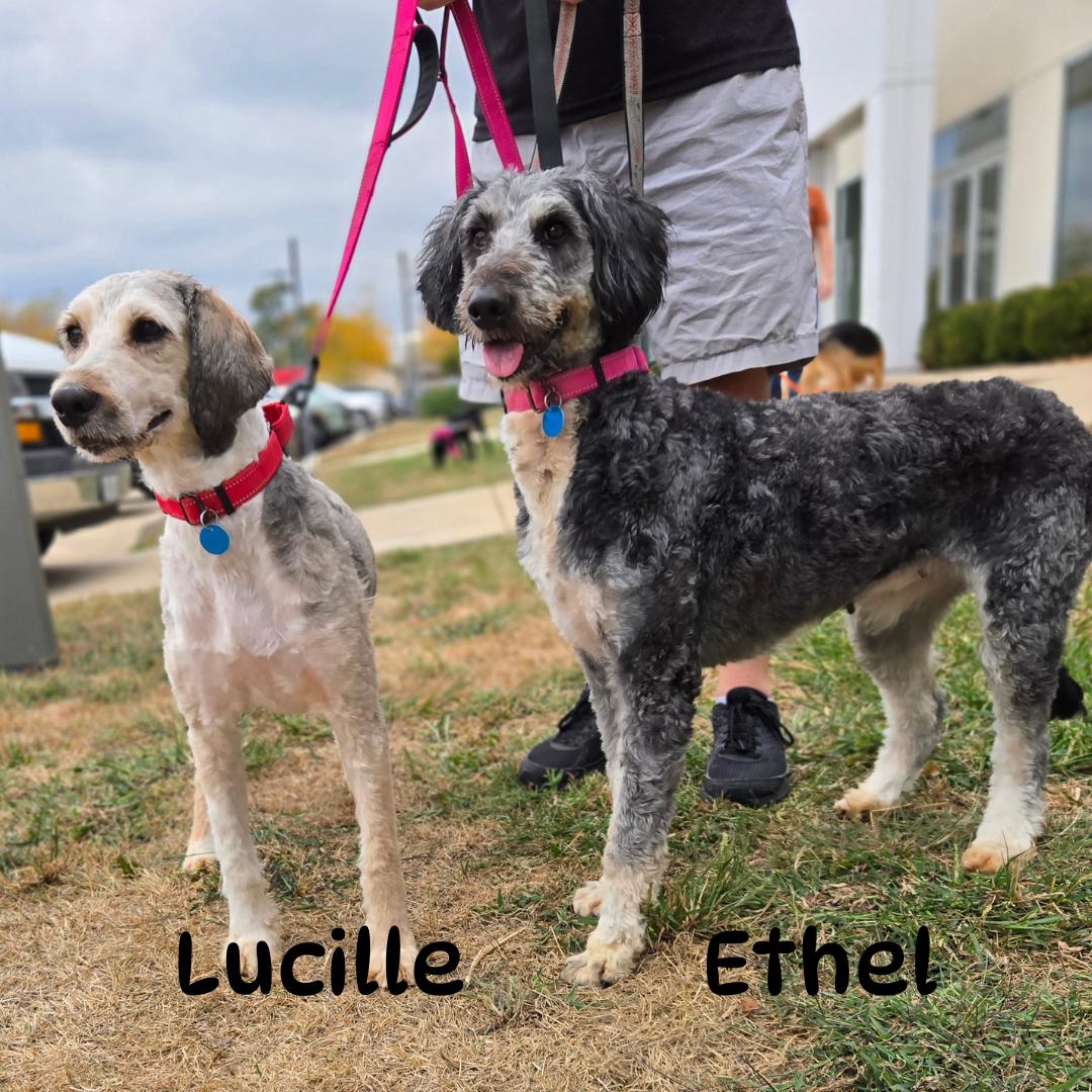 Ethel, an adoptable Goldendoodle in Normal, IL, 61761 | Photo Image 1