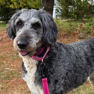 Ethel, Adoptable, Adult Female Goldendoodle.