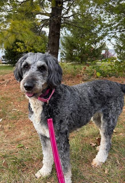 Enlarge Ethel, a Adoptable mixed breed in Normal, IL image 2/3