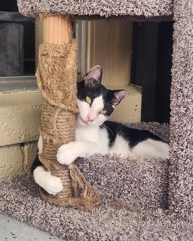 Lion O, Adoptable, Adult Male Domestic Short Hair & Tuxedo.