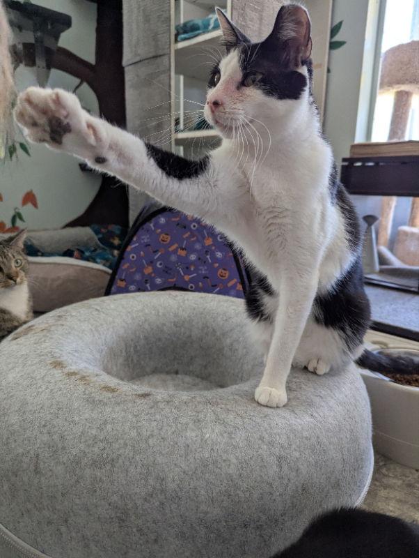 Lion O, Adoptable, Adult Male Domestic Short Hair & Tuxedo.