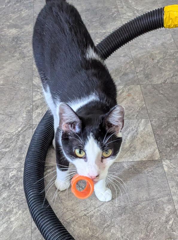 Enlarge Lion O, a Adoptable mixed breed in Ocala, FL image 3/3