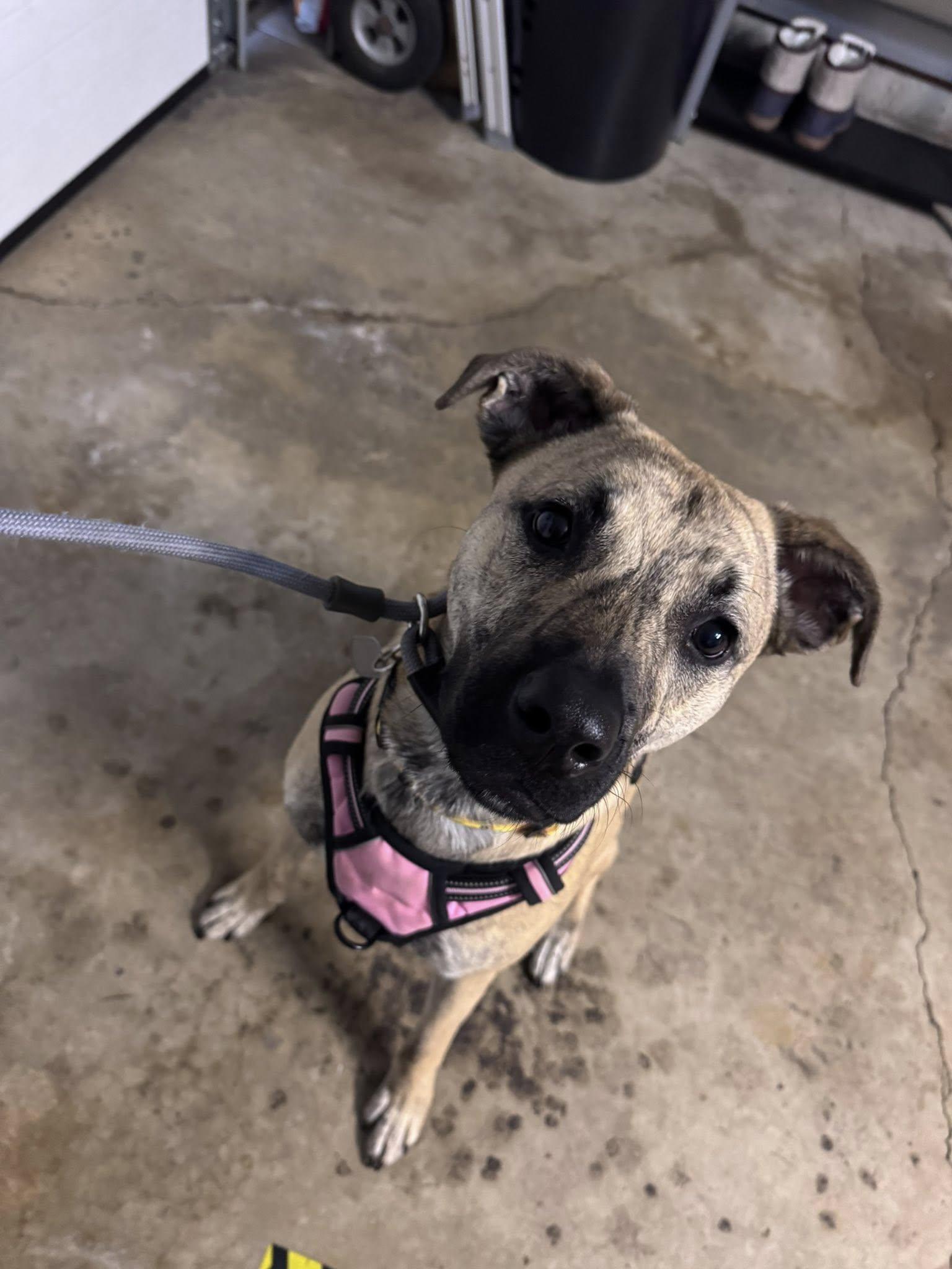 Enlarge Serena Joy, a Adoptable mixed breed in Dayton, OH image 2/6