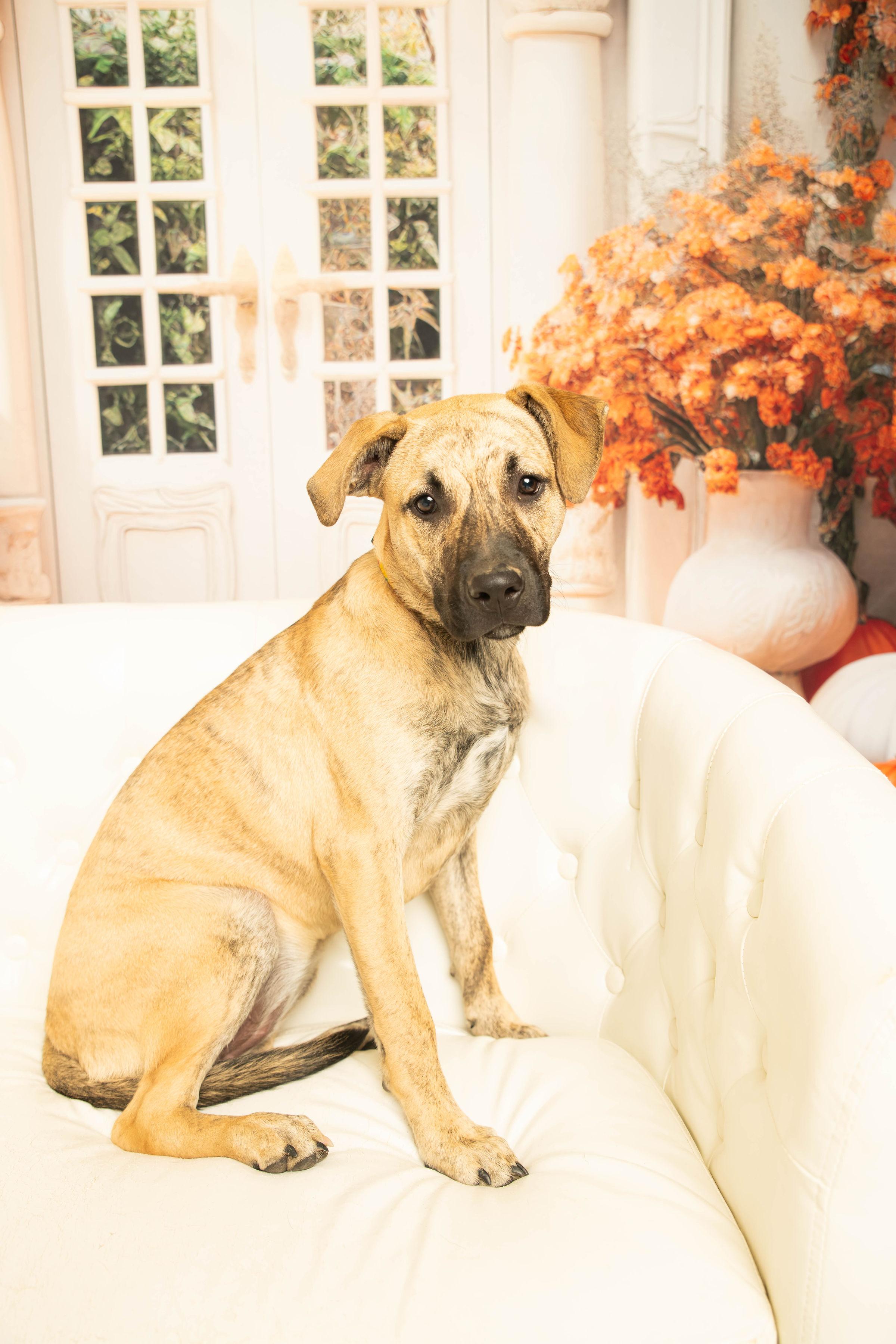 Enlarge Serena Joy, a Adoptable mixed breed in Dayton, OH image 1/6