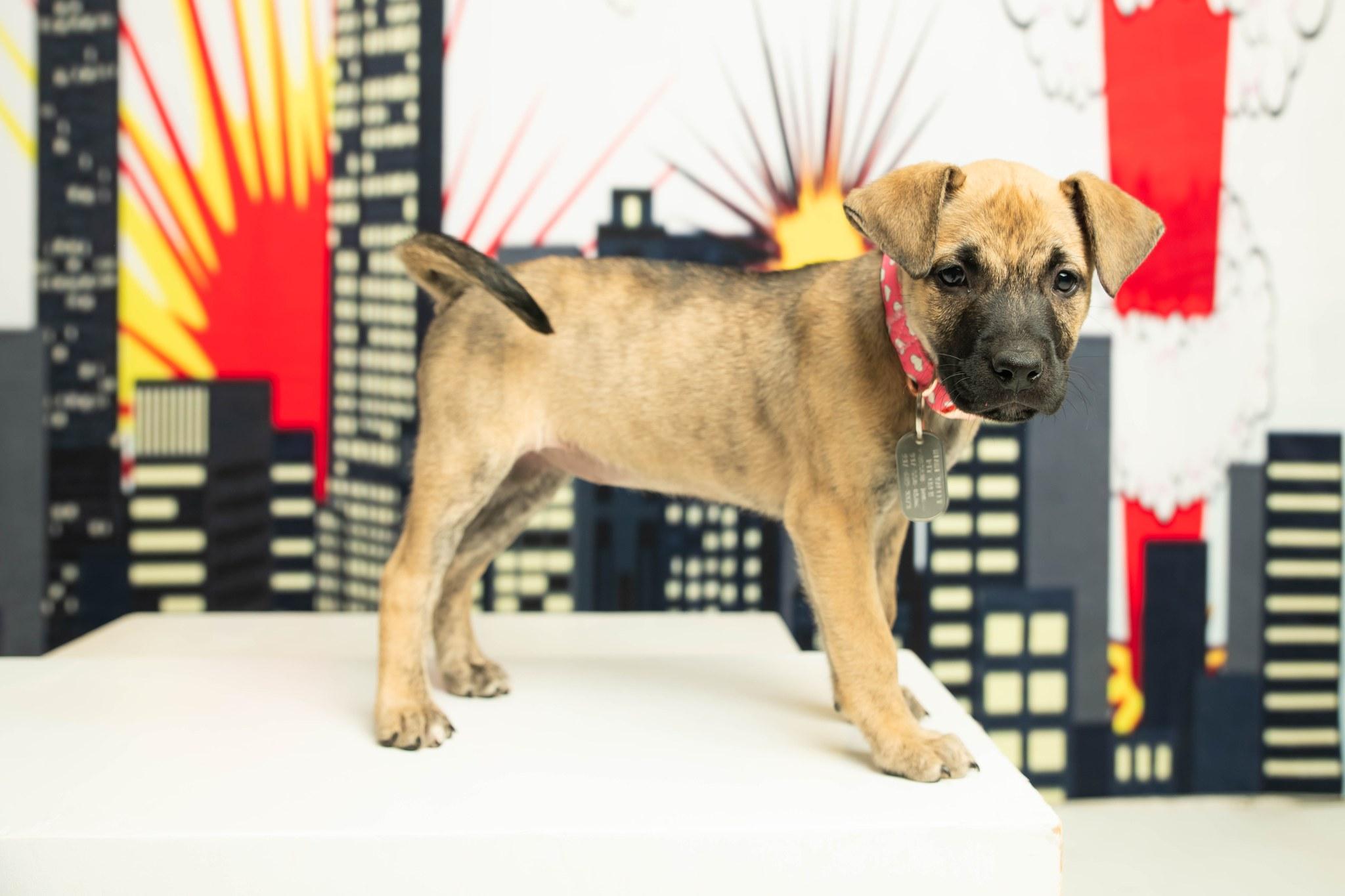 Enlarge Serena Joy, a Adoptable mixed breed in Dayton, OH image 5/6