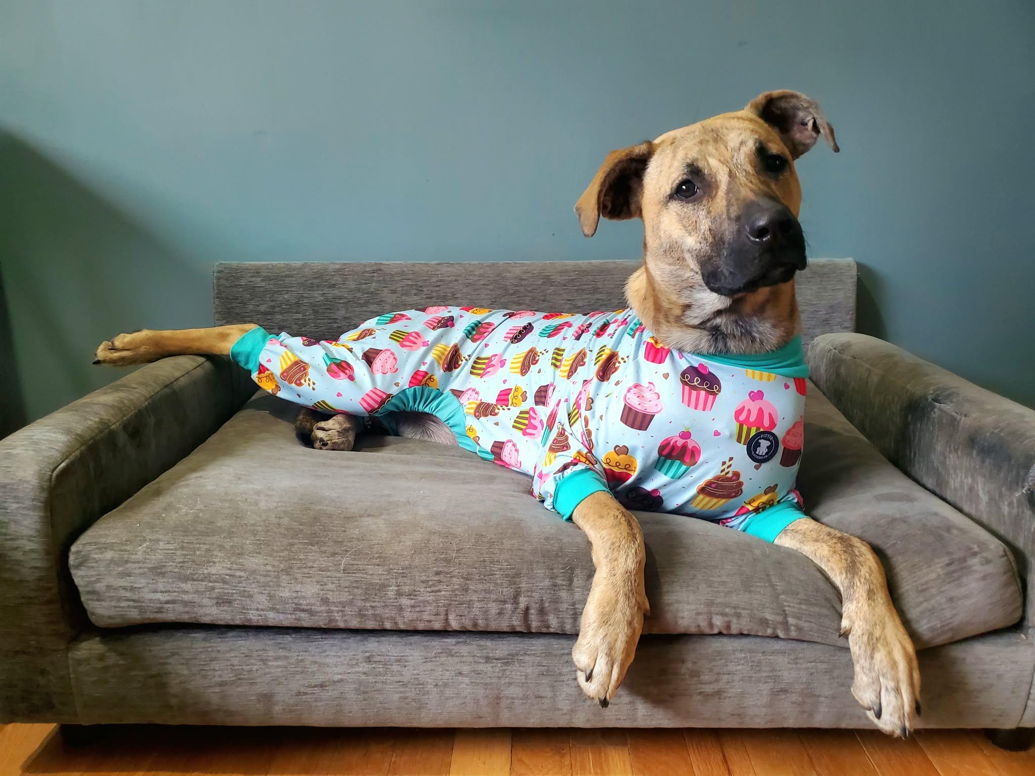 Serena Joy, Adoptable, Young Female Pit Bull Terrier & Siberian Husky.