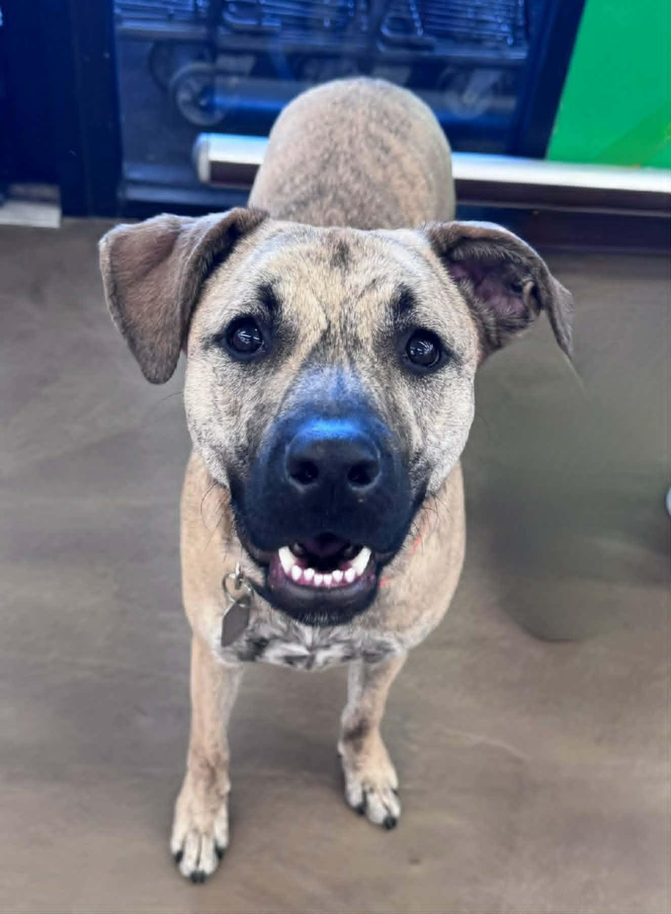 Serena Joy, Adoptable, Young Female Pit Bull Terrier & Siberian Husky.