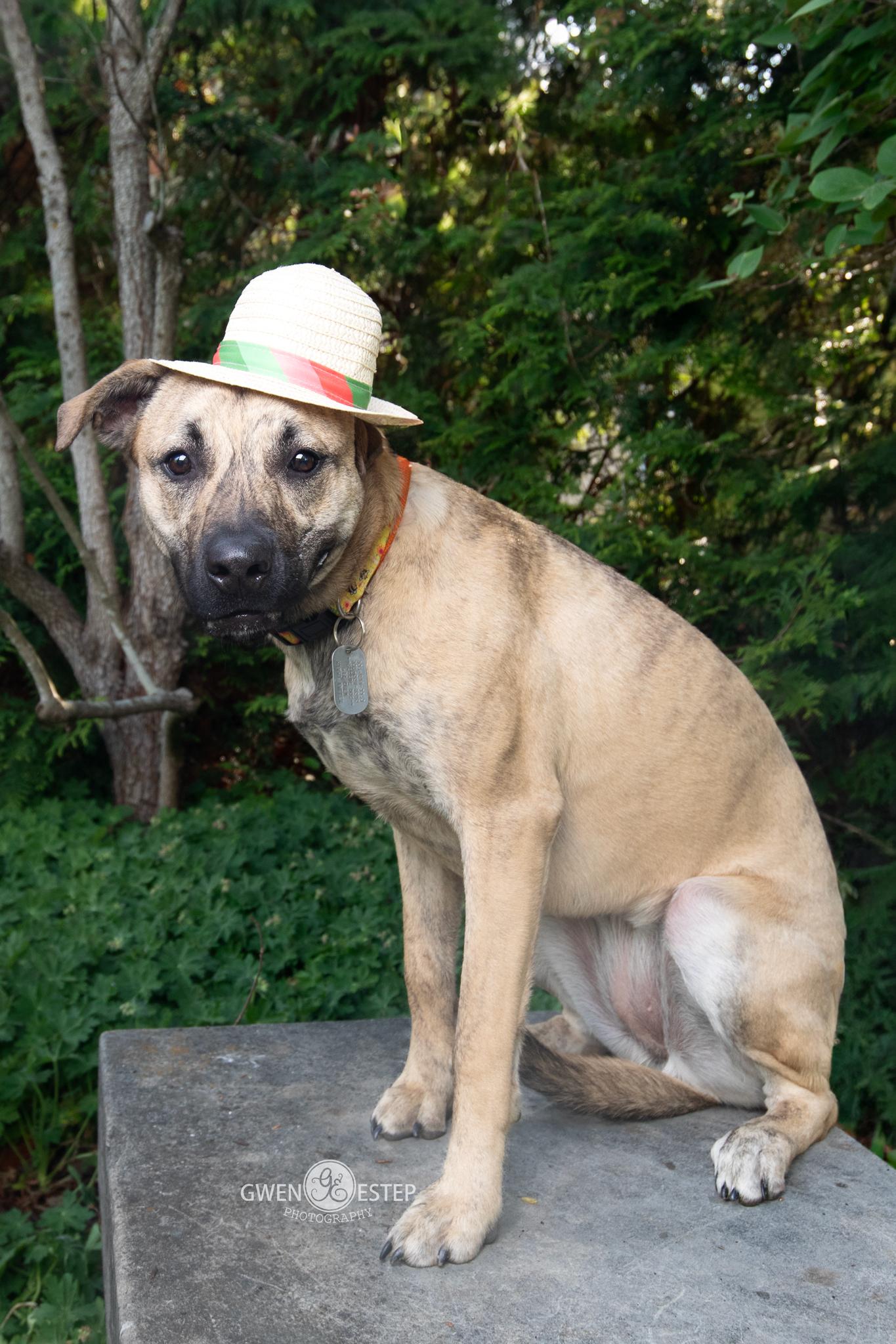 Serena Joy, a Adoptable mixed breed in Dayton, OH image 2/6