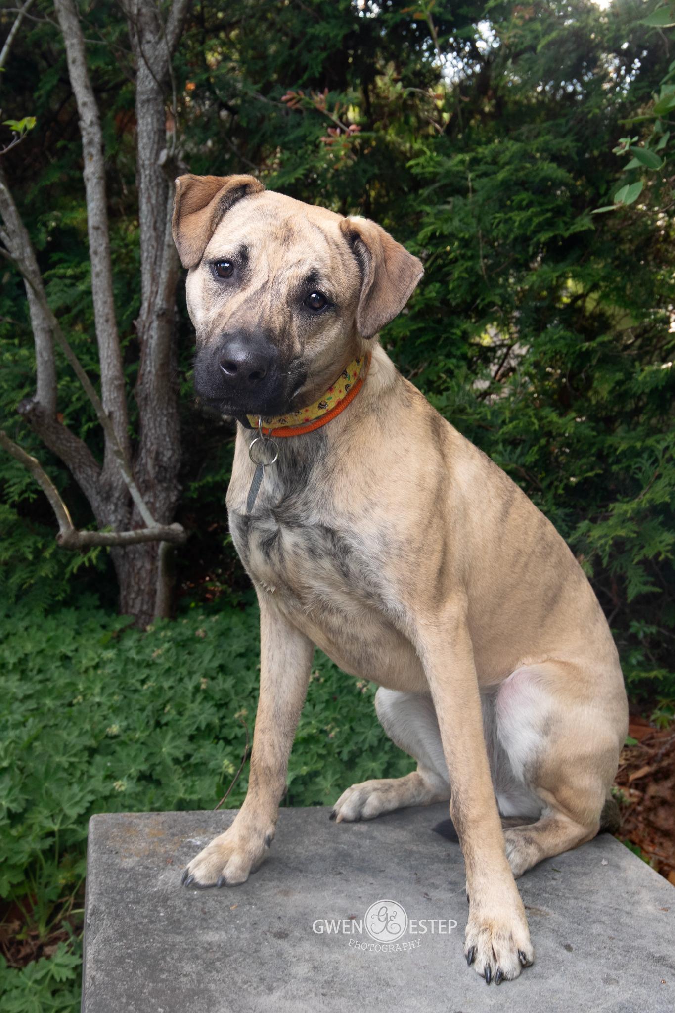 Serena Joy, Adoptable, Young Female Pit Bull Terrier & Siberian Husky.