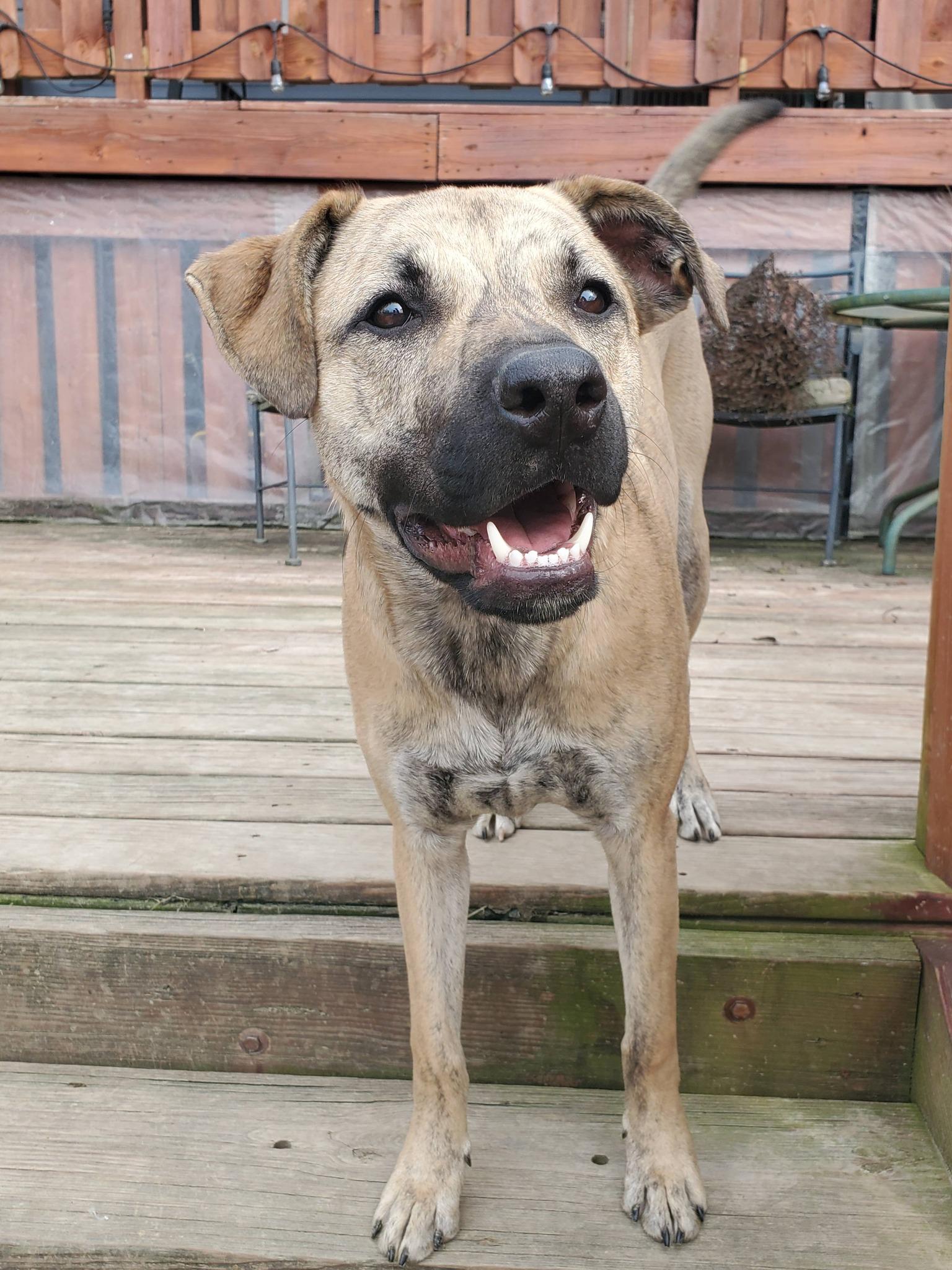 Enlarge Serena Joy, a Adoptable mixed breed in Dayton, OH image 3/6