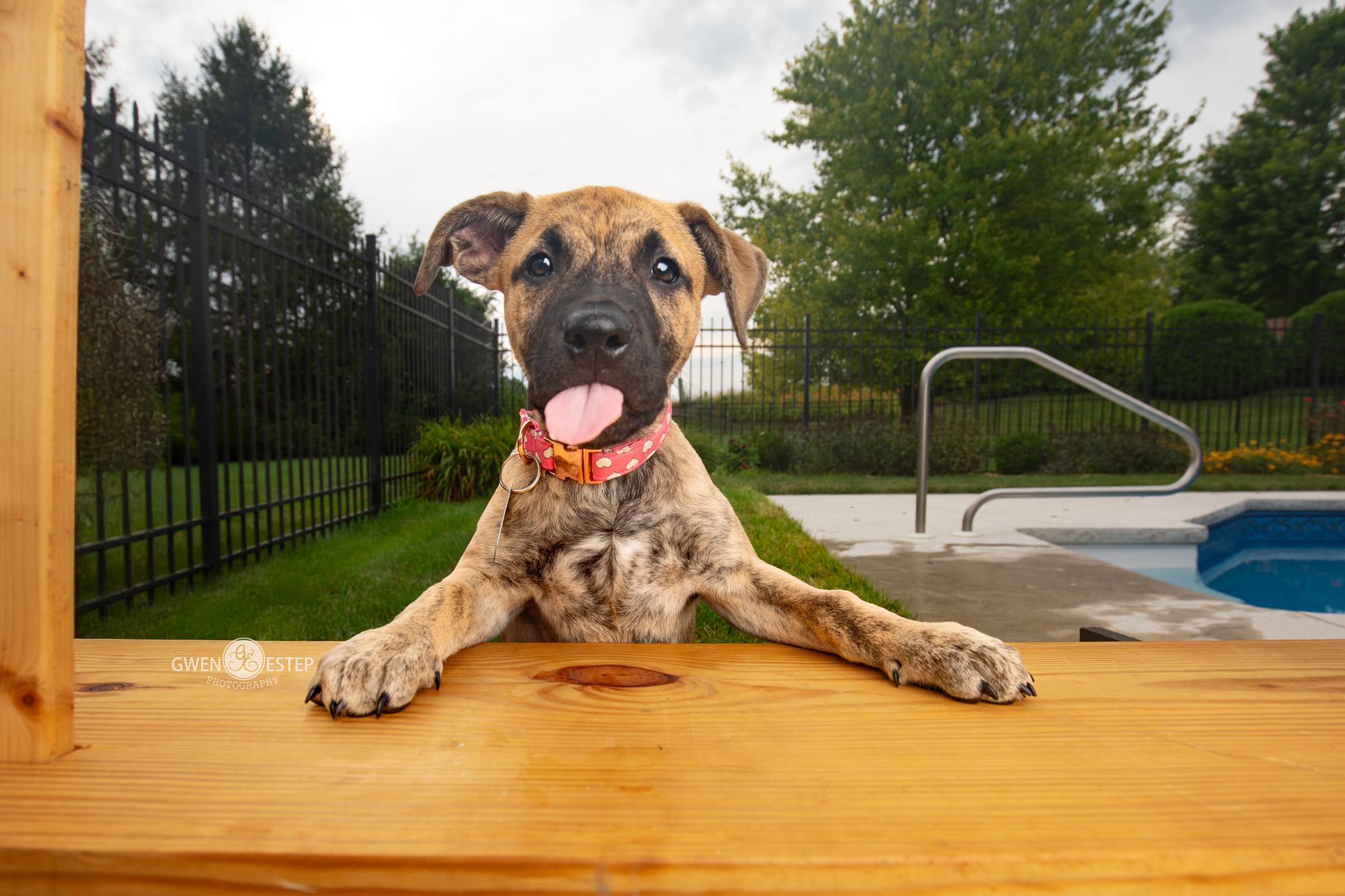 Enlarge Serena Joy, a Adoptable mixed breed in Dayton, OH image 4/6