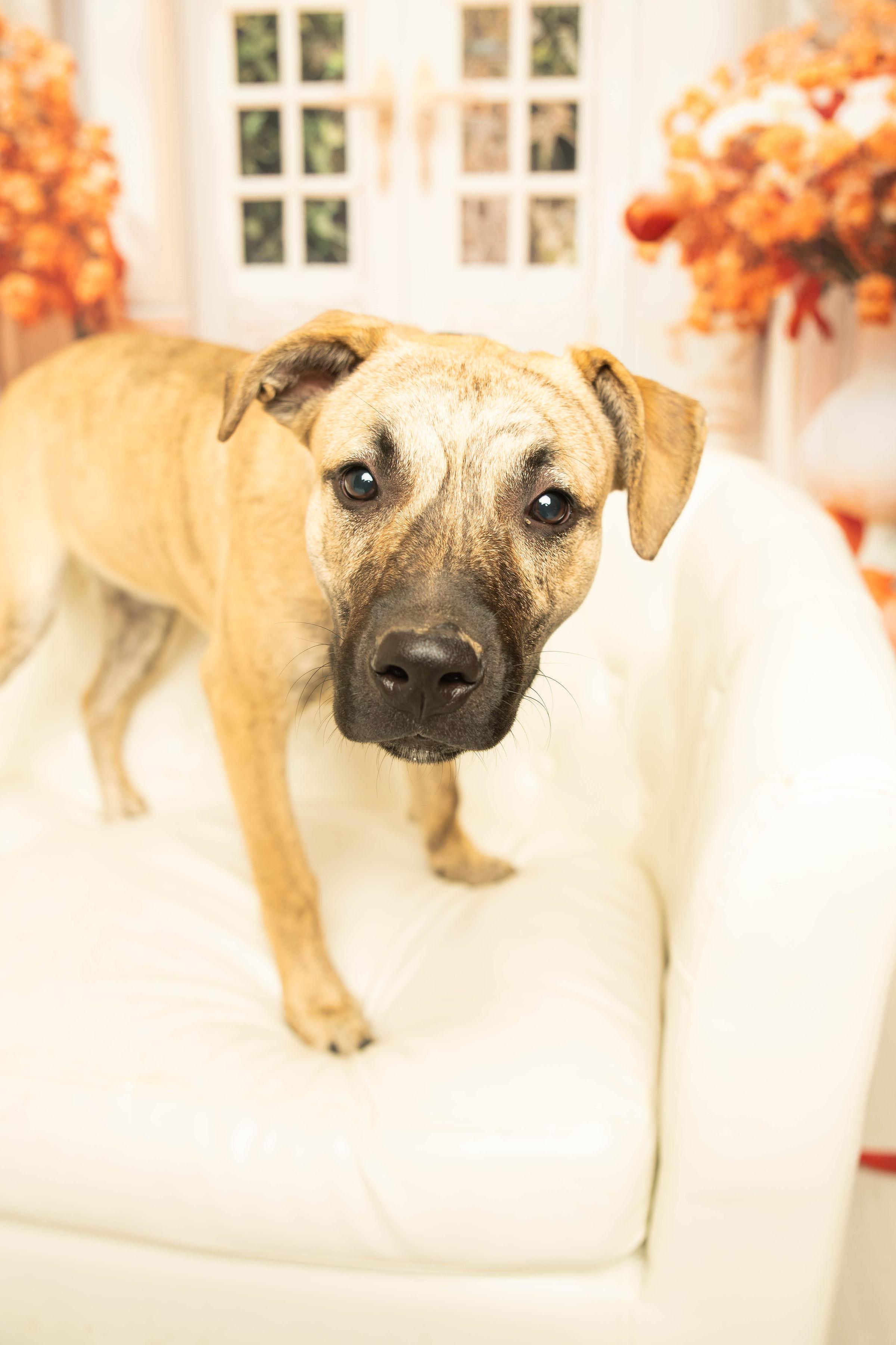 Enlarge Serena Joy, a Adoptable mixed breed in Dayton, OH image 2/6