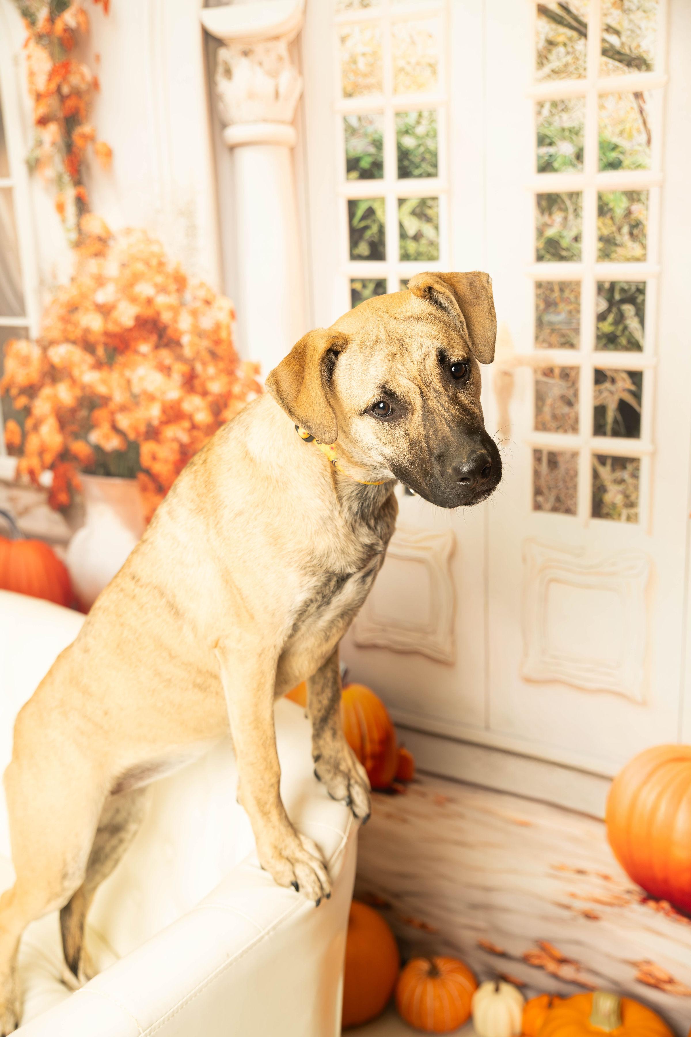 Enlarge Serena Joy, a Adoptable mixed breed in Dayton, OH image 3/6