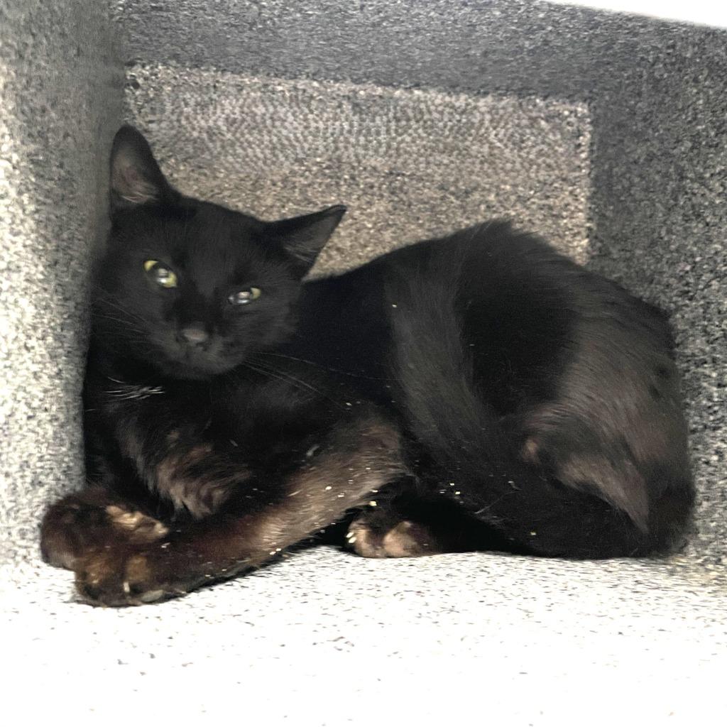 Melody, Adoptable, Young Female Domestic Short Hair.