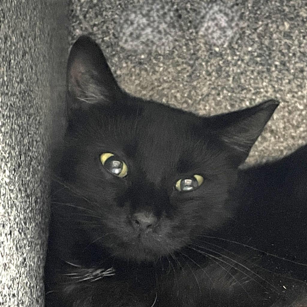 Melody, Adoptable, Young Female Domestic Short Hair.