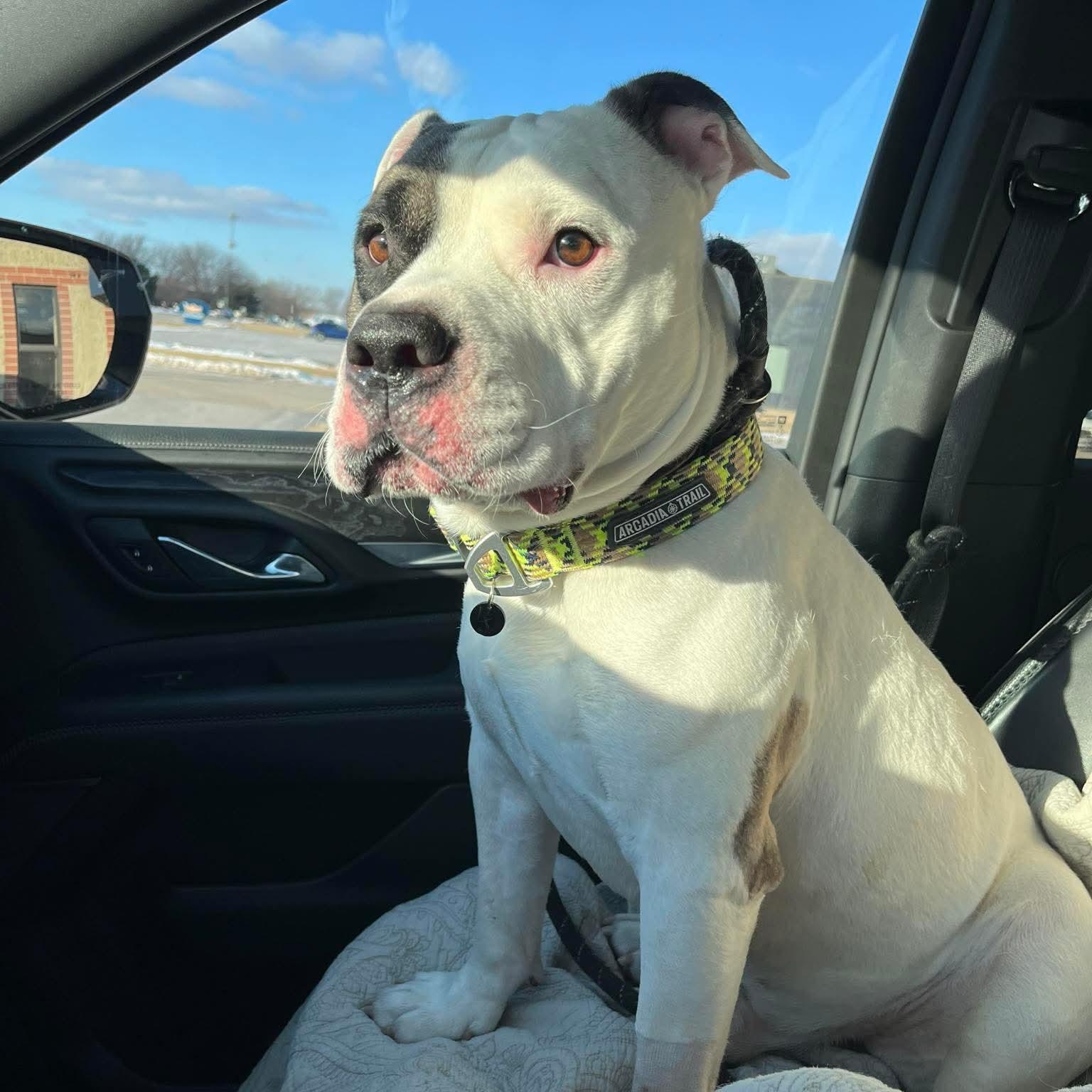 Enlarge Big Boy , a ADOPTABLE mixed breed in Minooka, IL image 4/5