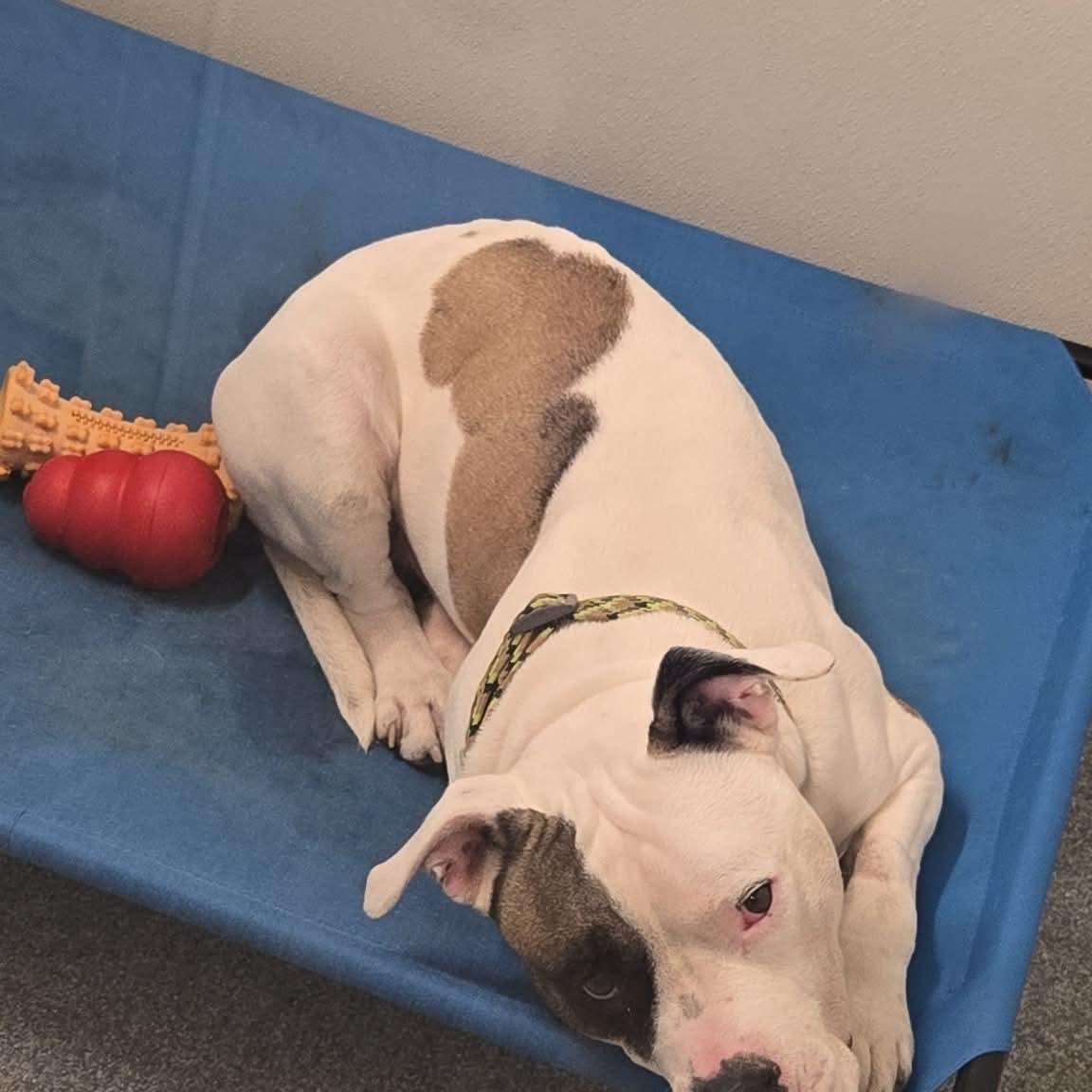 Enlarge Big Boy , a ADOPTABLE mixed breed in Minooka, IL image 2/5