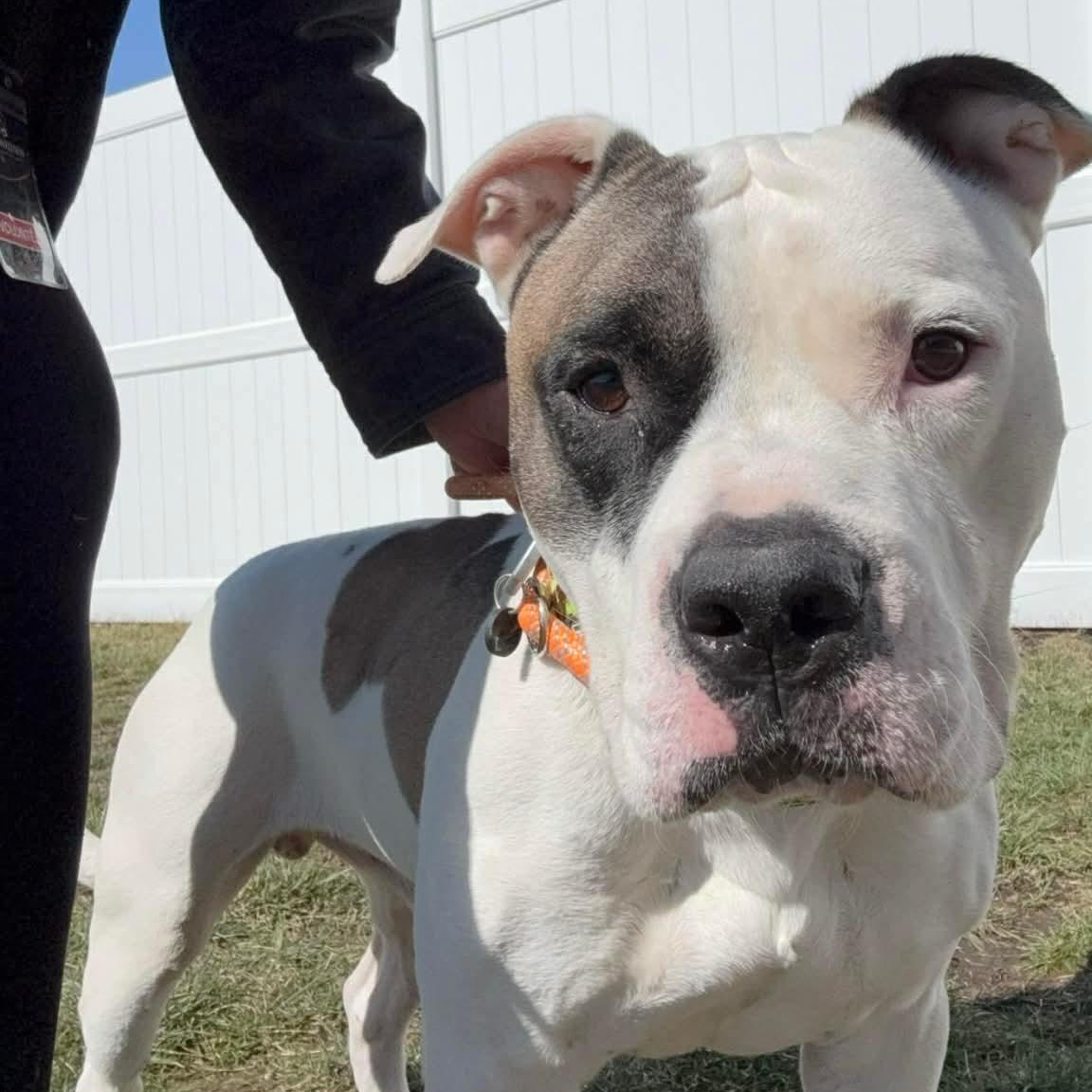 Enlarge Big Boy , a ADOPTABLE mixed breed in Minooka, IL image 5/5