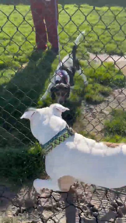 Enlarge Big Boy , a ADOPTABLE mixed breed in Minooka, IL video 3/5