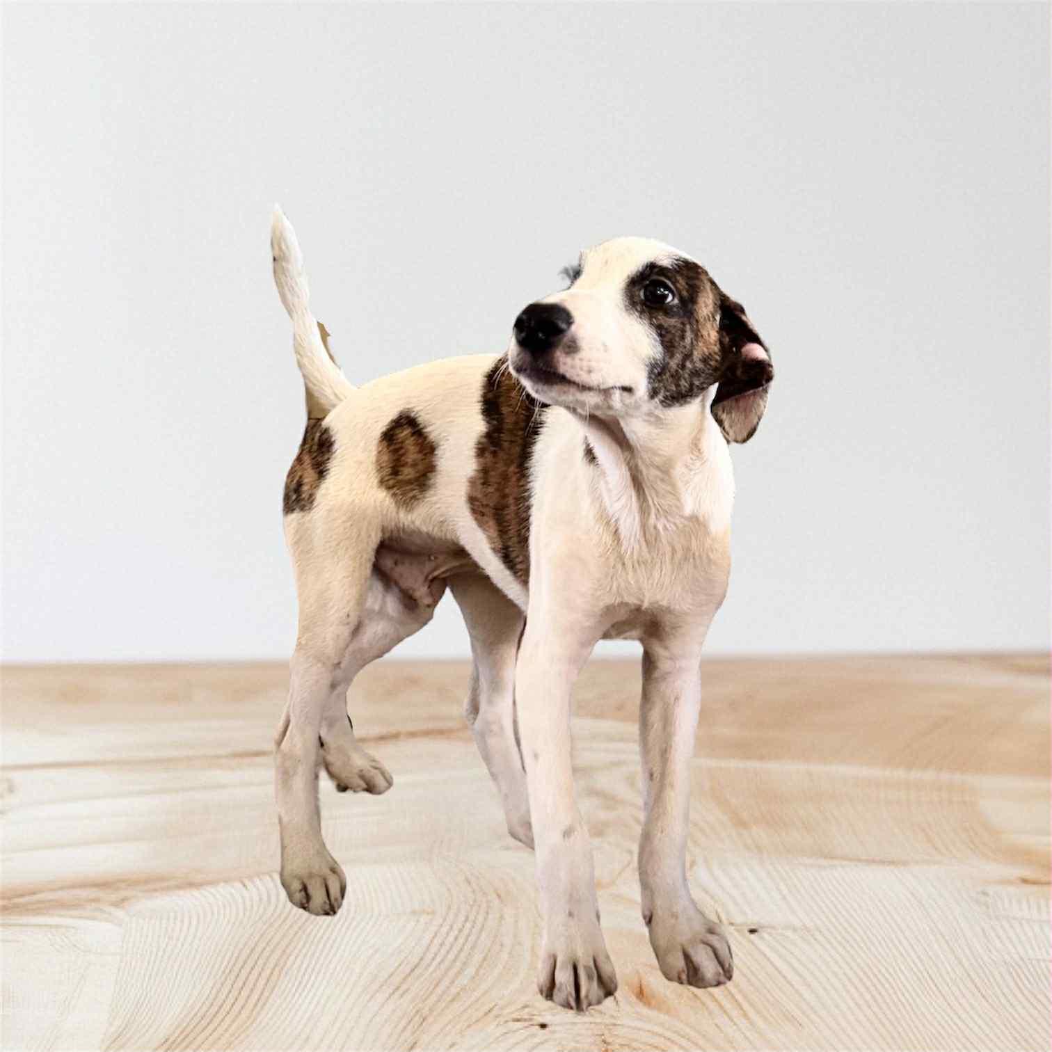 Enlarge London, a Adoptable Labrador Retriever in Virginia Beach, VA image 1/2