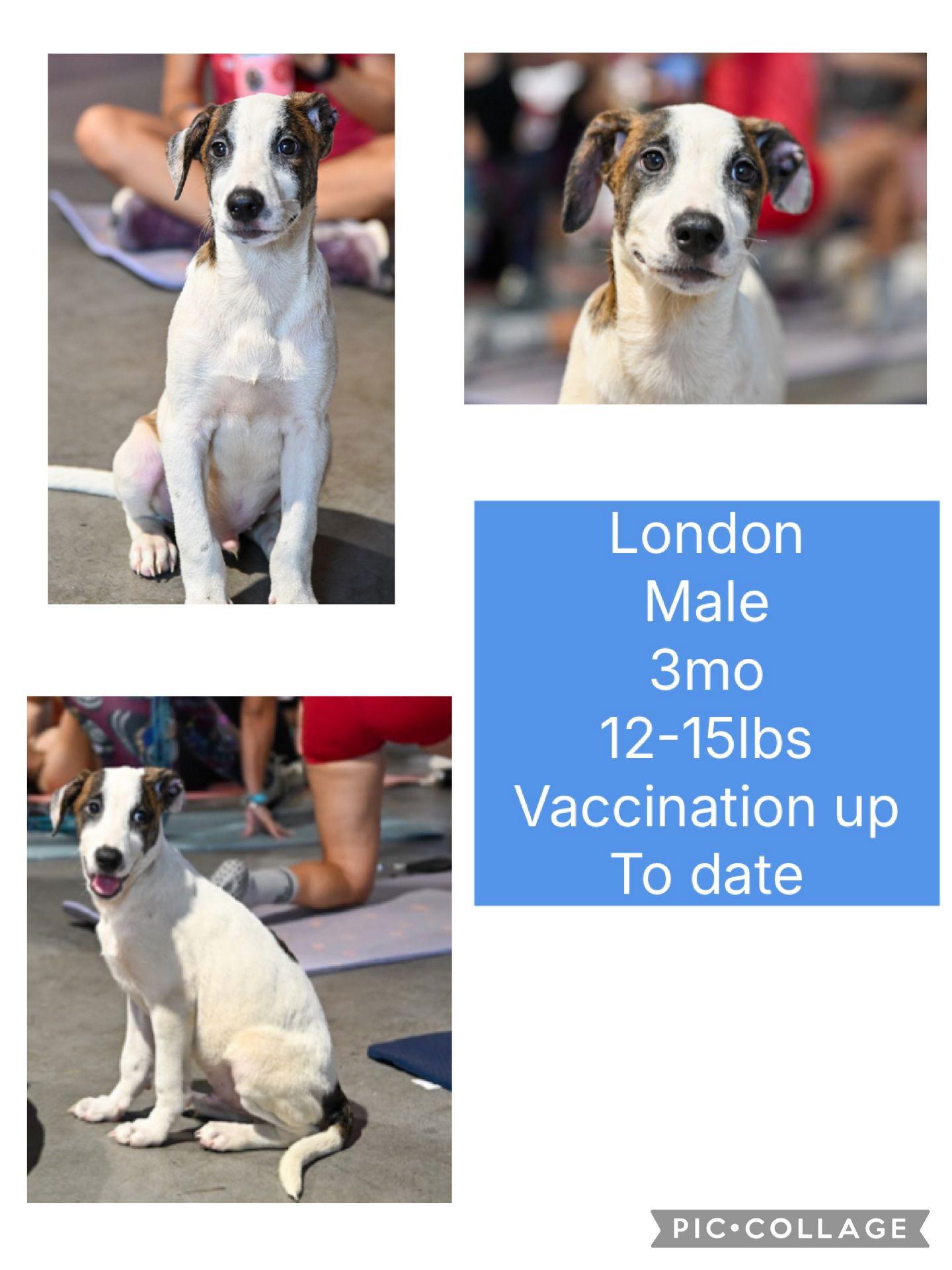 Enlarge London, a Adoptable Labrador Retriever in Virginia Beach, VA image 2/2