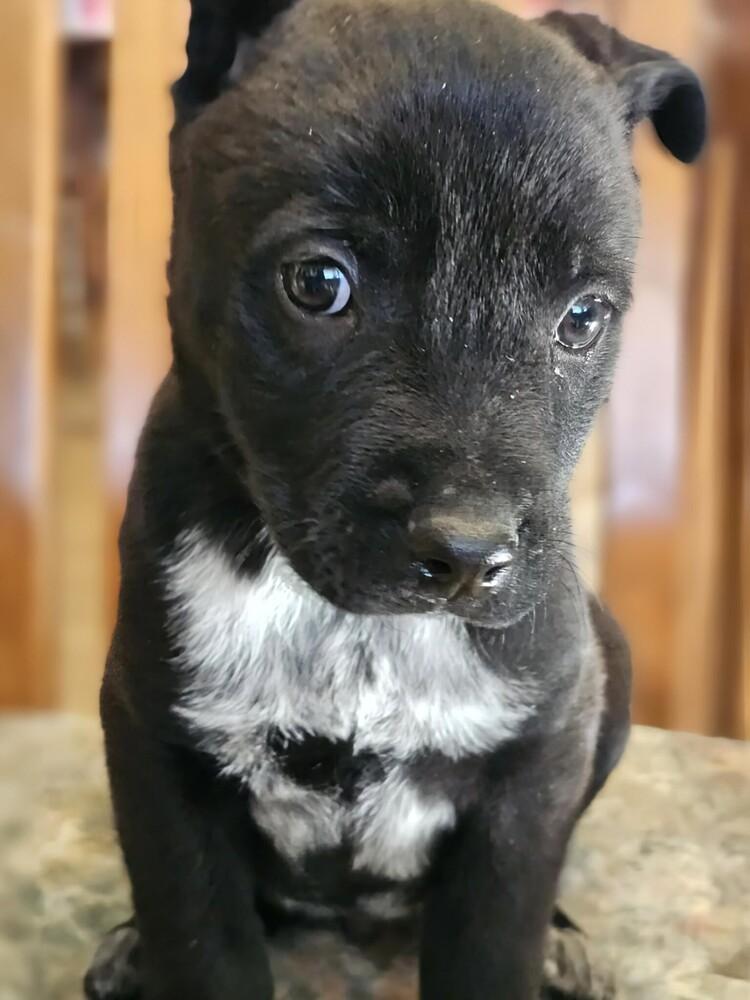 Chester, Adoptable, Puppy Male Shepherd & Mixed Breed.