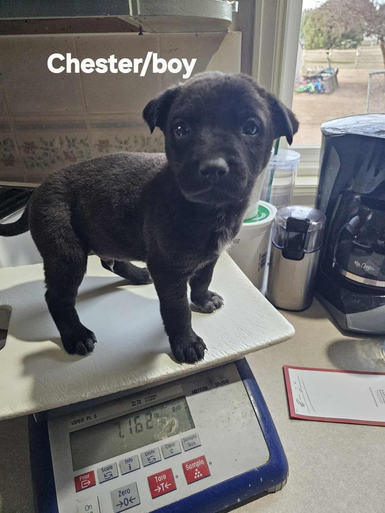 Enlarge Chester, a Adoptable mixed breed in Evergreen, CO image 1/5