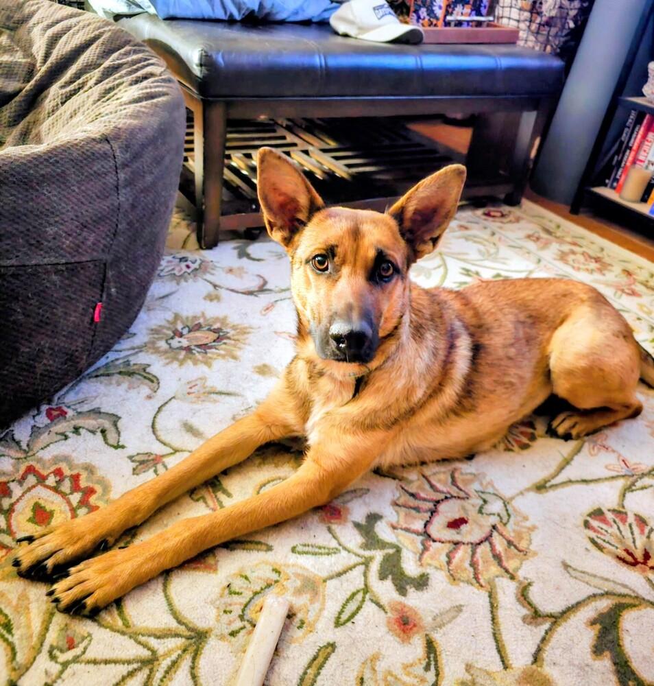 Enlarge Chester, a Adoptable mixed breed in Evergreen, CO image 2/2