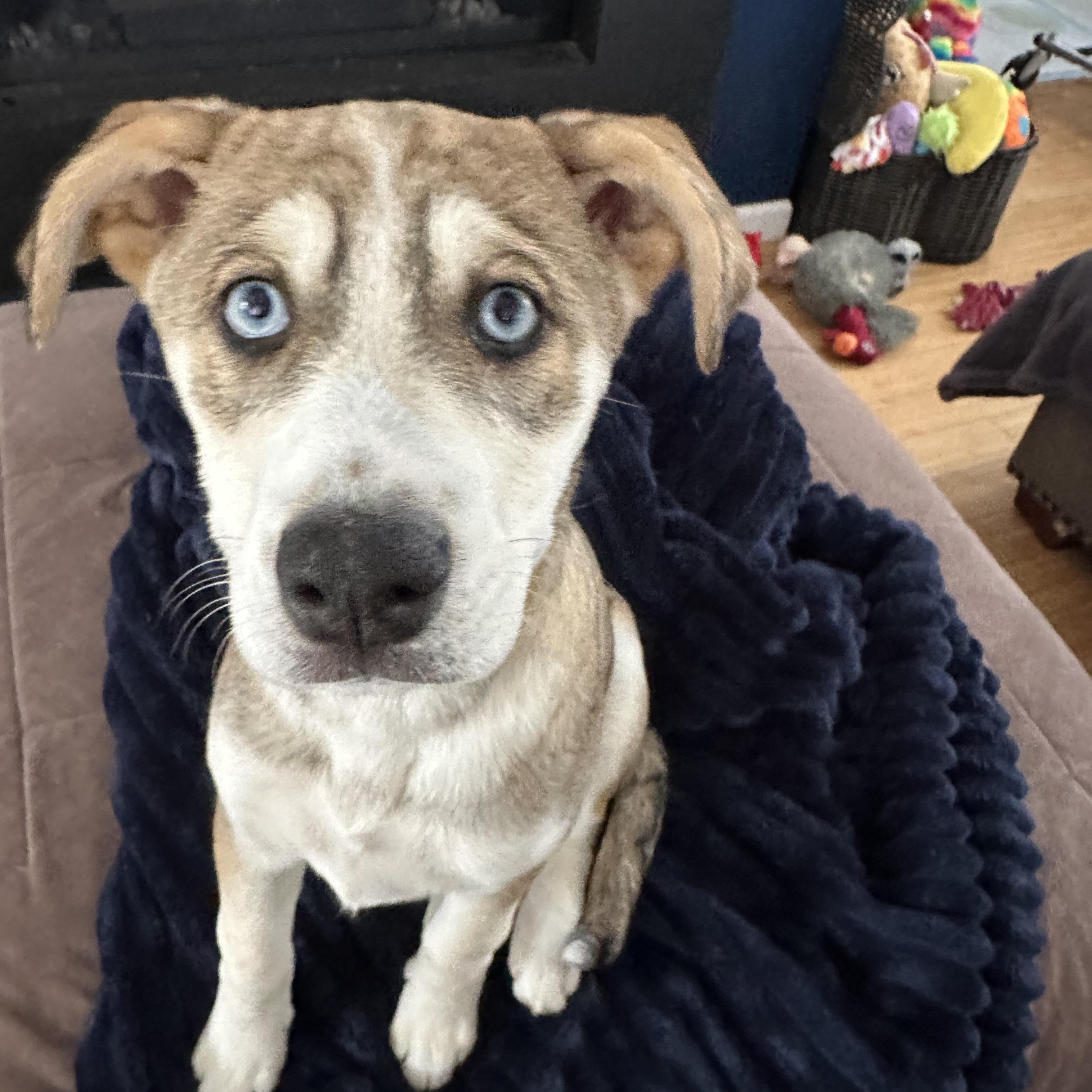 Cinder, a Adoptable mixed breed in Dewitt, MI image 1/6