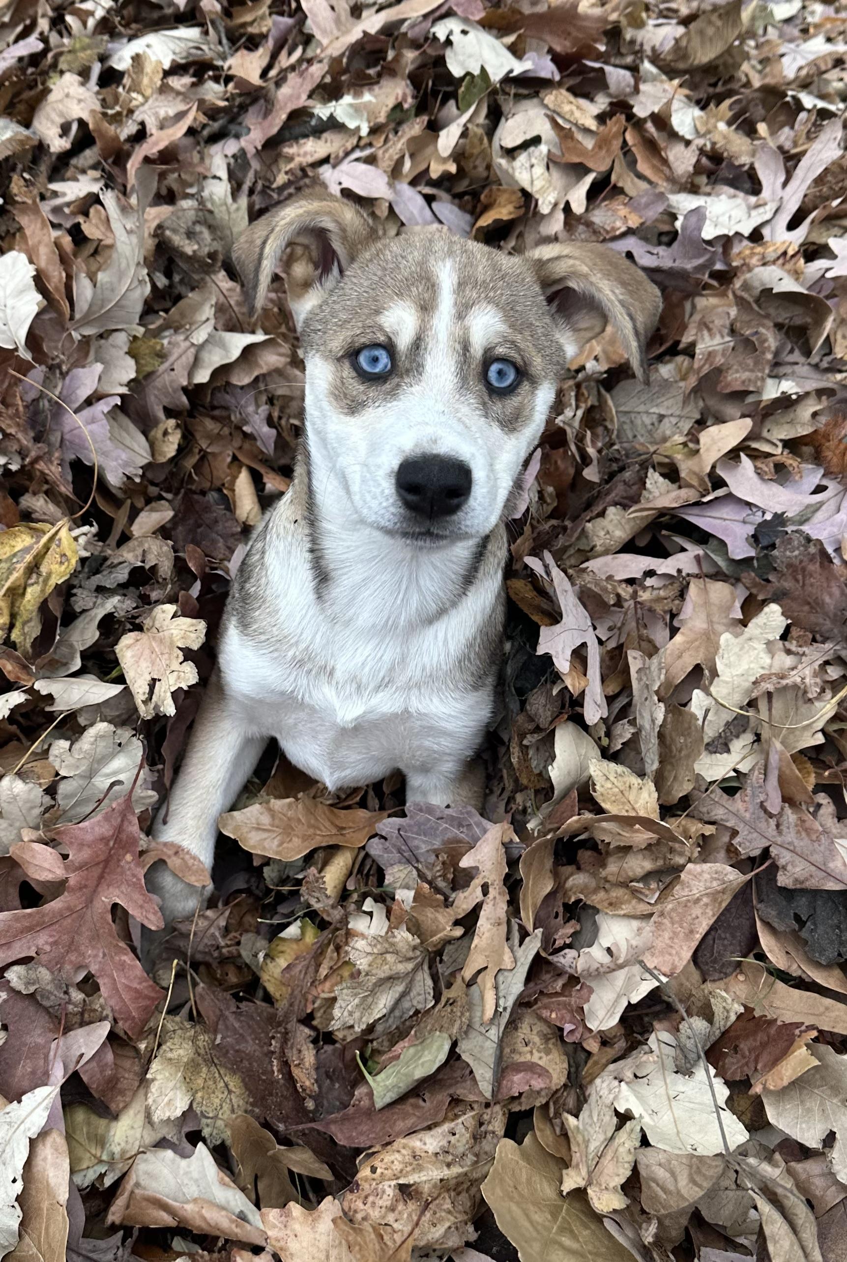 Cinder, a Adoptable mixed breed in Dewitt, MI image 2/6