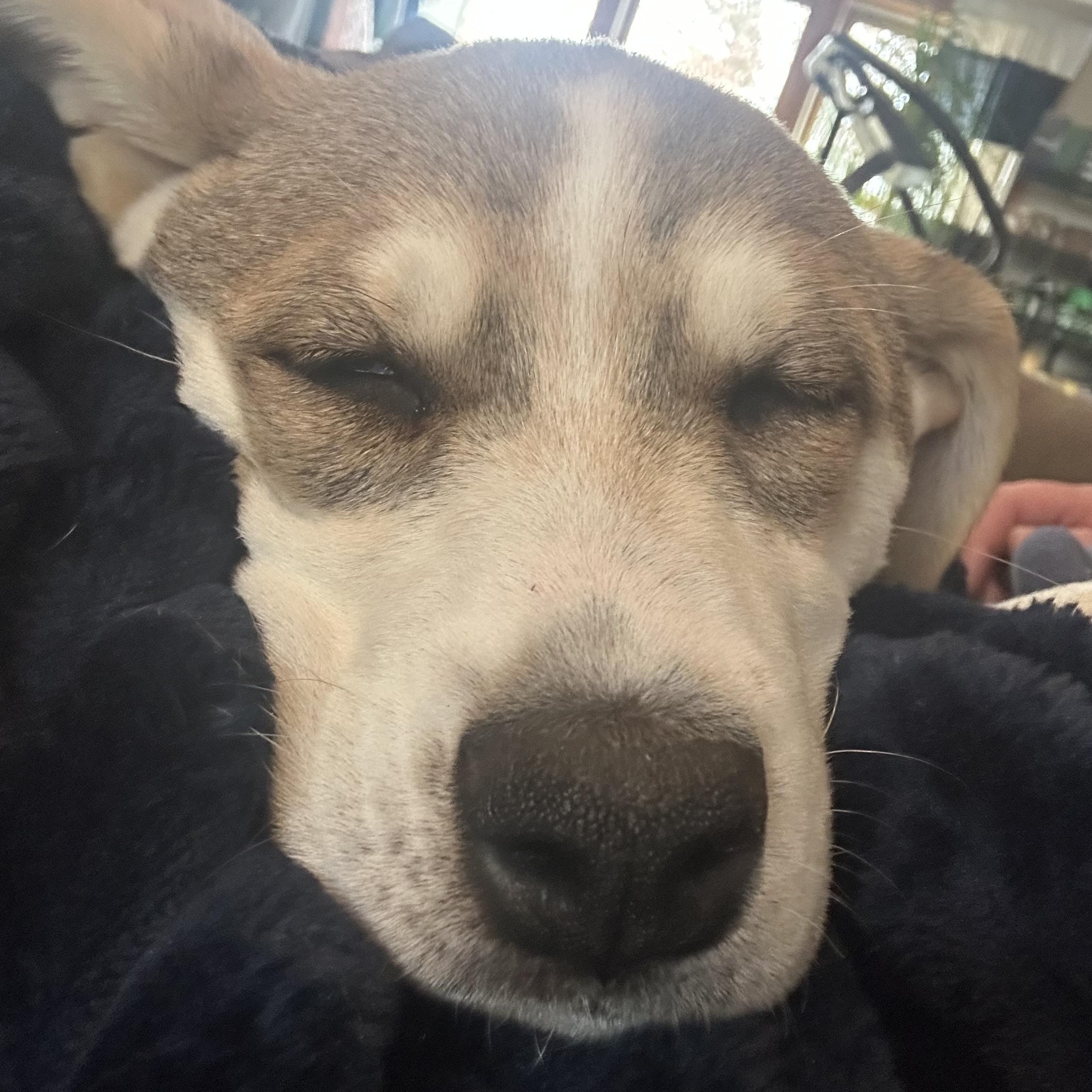 Cinder, Adoptable, Puppy Female Husky & Wirehaired Terrier.