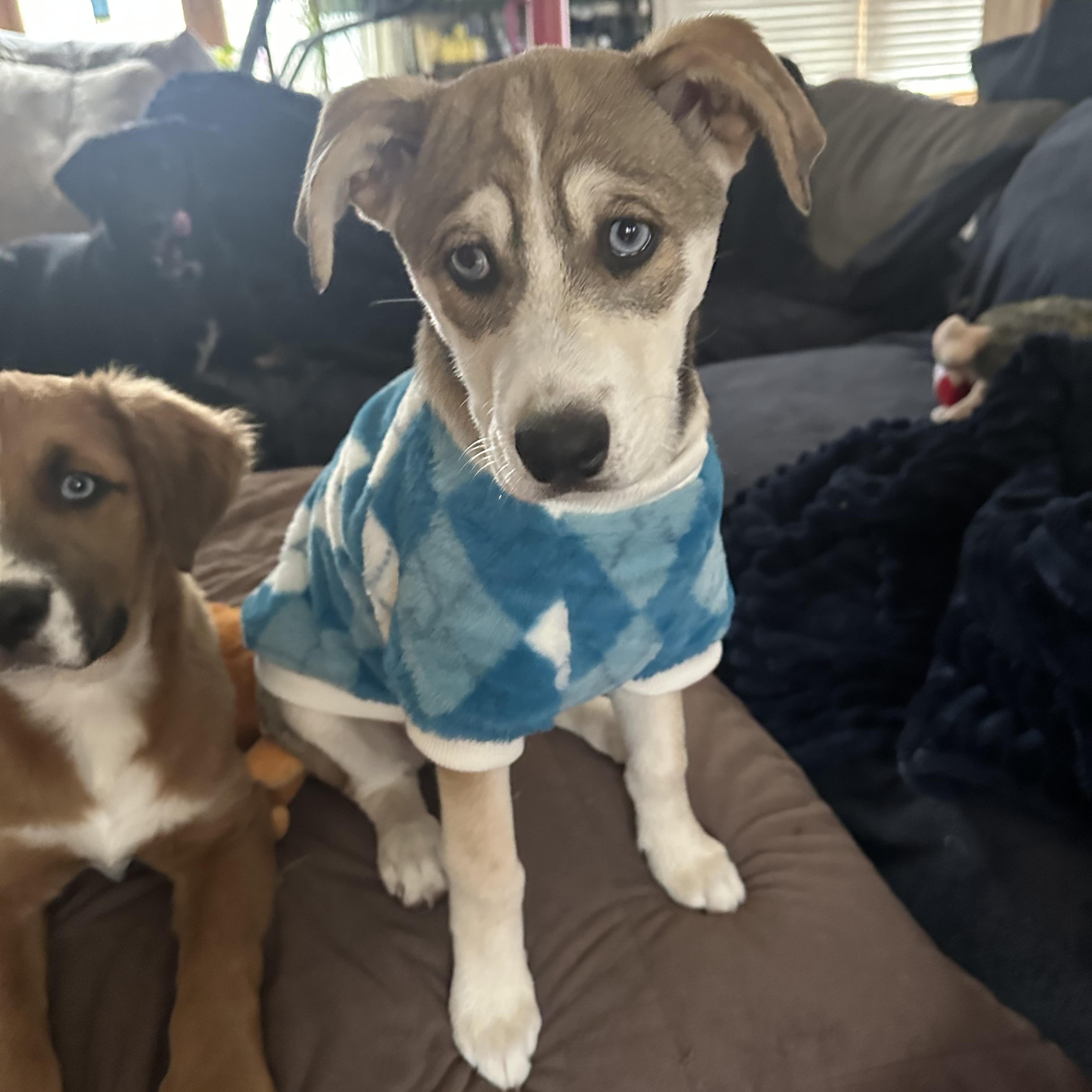 Cinder, a Adoptable mixed breed in Dewitt, MI image 3/6