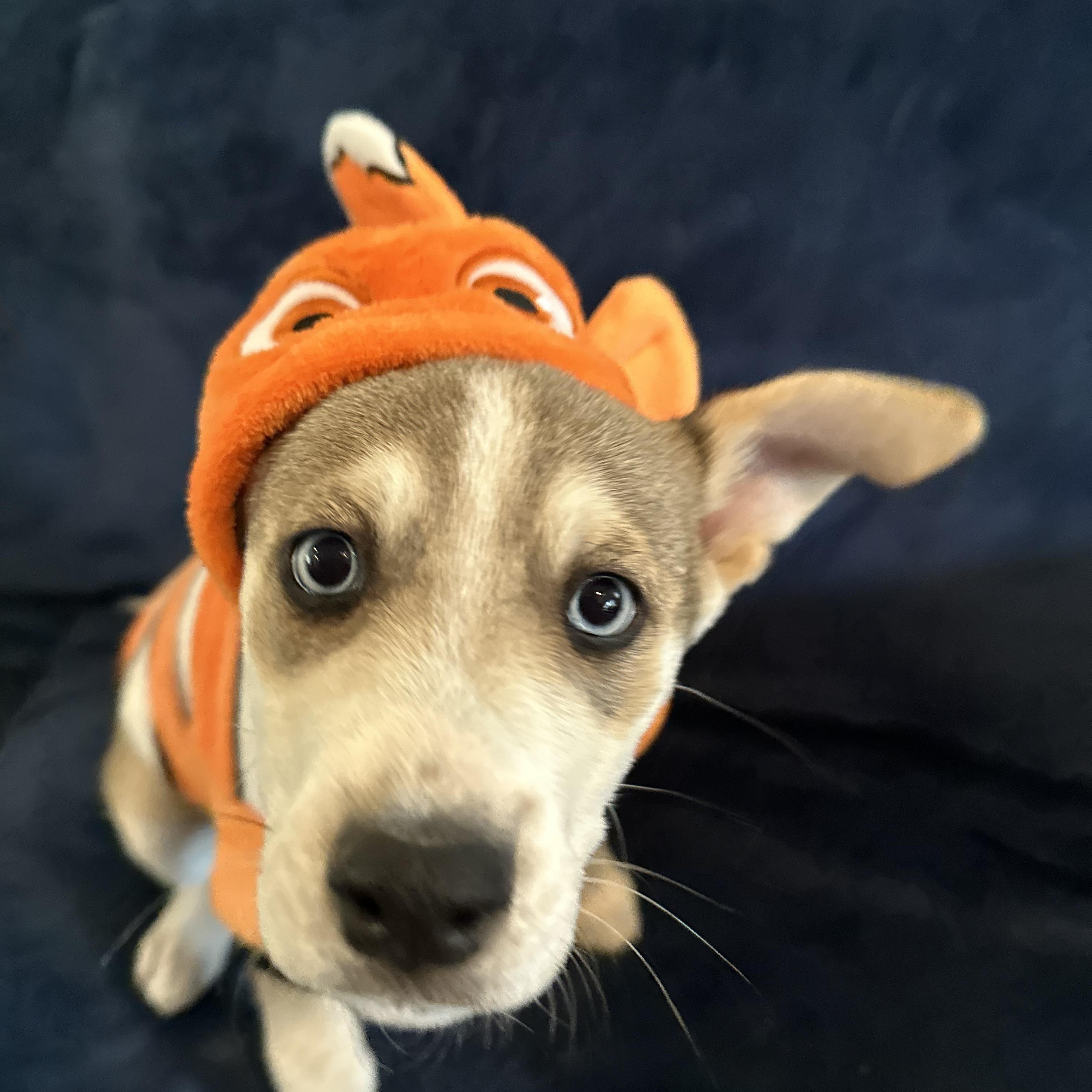 Cinder, a Adoptable mixed breed in Dewitt, MI image 4/6