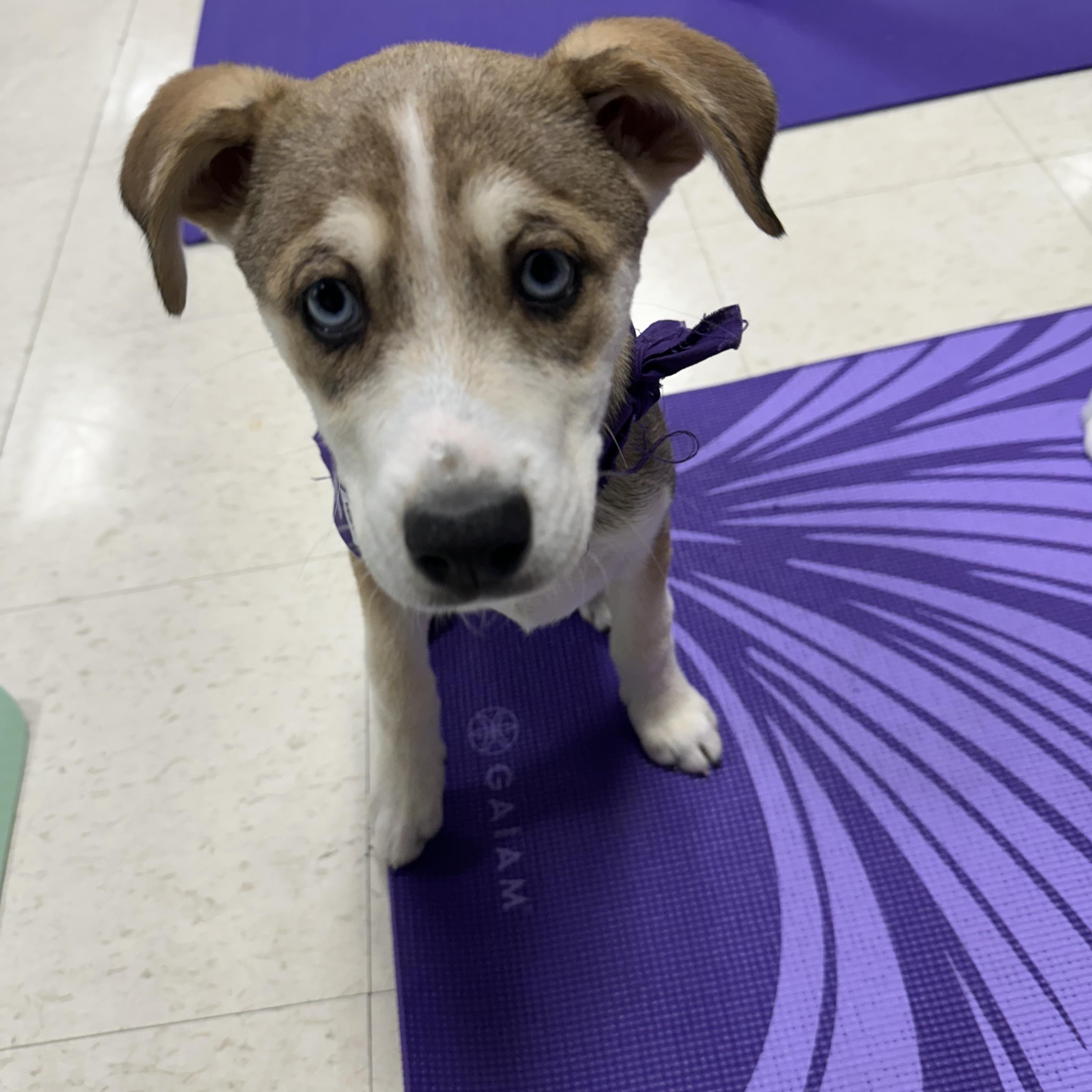 Cinder, a Adoptable mixed breed in Dewitt, MI image 6/6