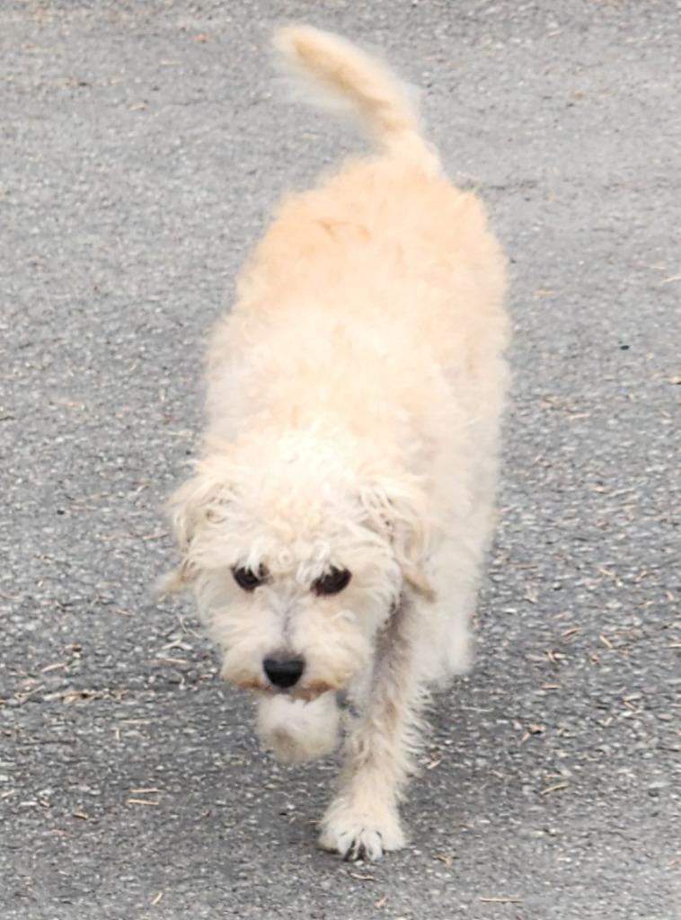 Enlarge Diamond, a Adoptable mixed breed in Thompson Falls, MT image 1/2