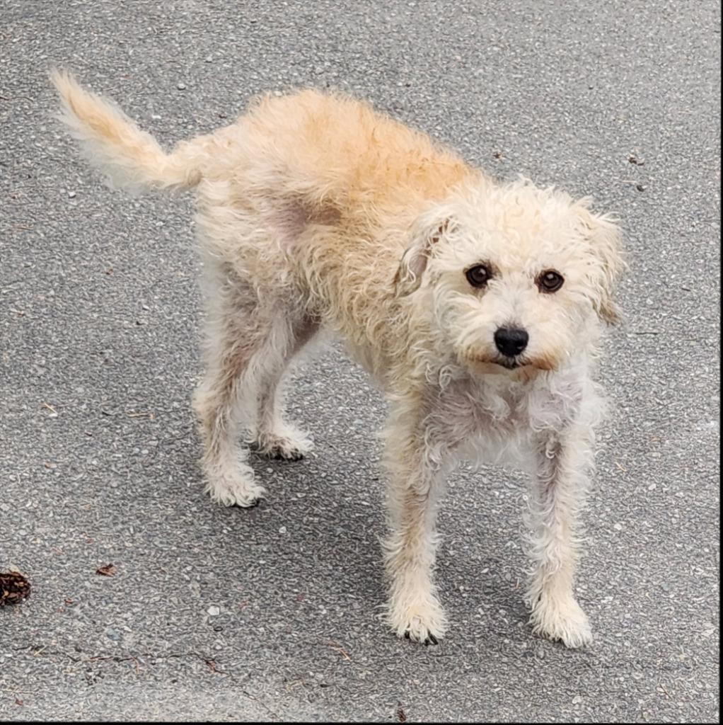 Enlarge Diamond, a Adoptable mixed breed in Thompson Falls, MT image 2/2