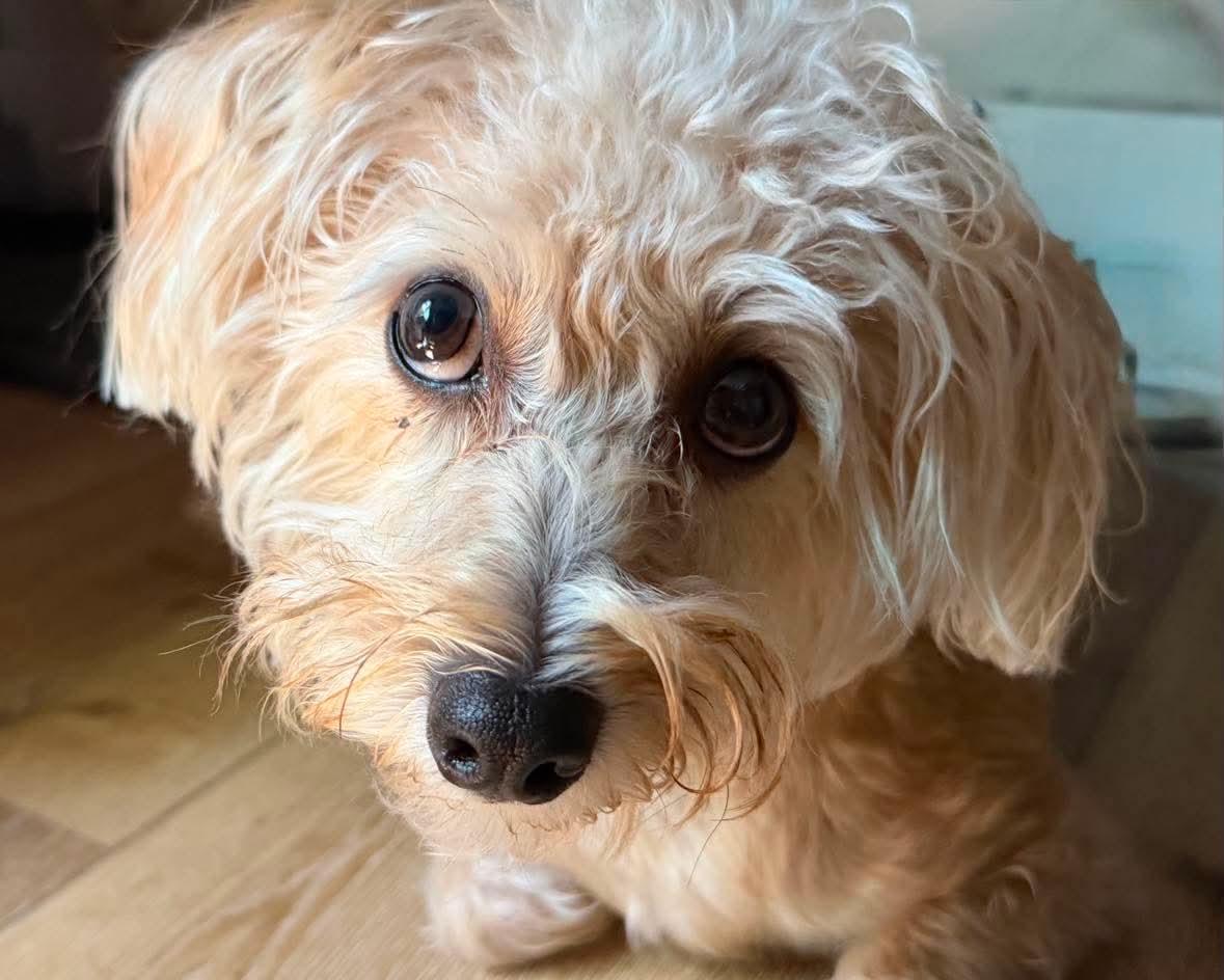 Nachos Bel Grande, Adopted, Young Male Terrier.