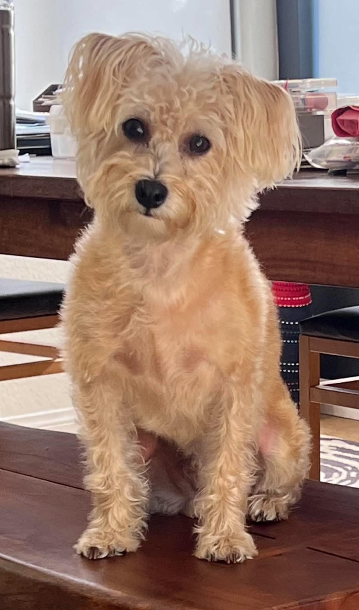 Enlarge Nachos Bel Grande, a Adopted Terrier in Mission Viejo, CA image 2/3