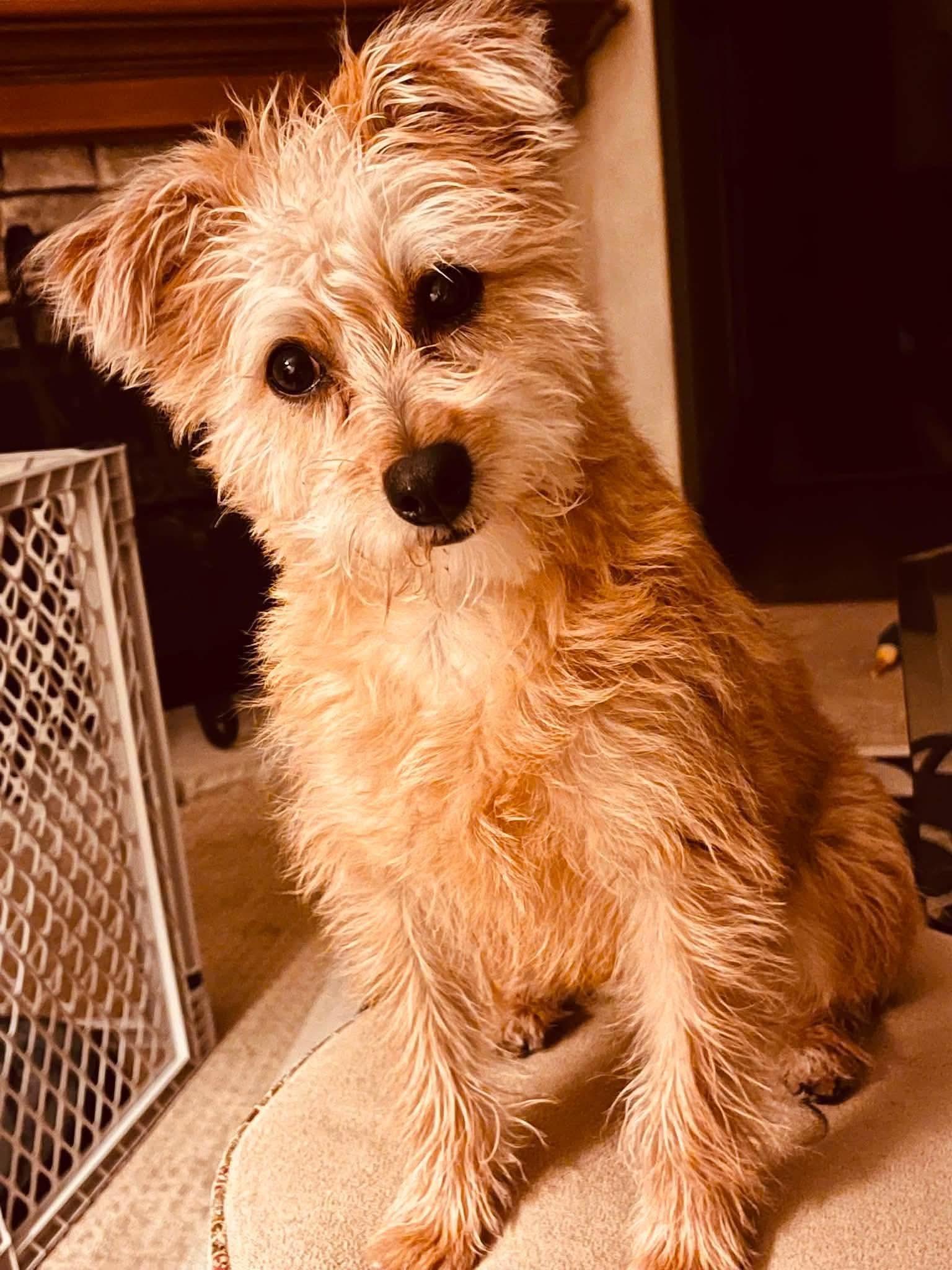 Enlarge Nachos Bel Grande, a Adopted Terrier in Mission Viejo, CA image 3/3