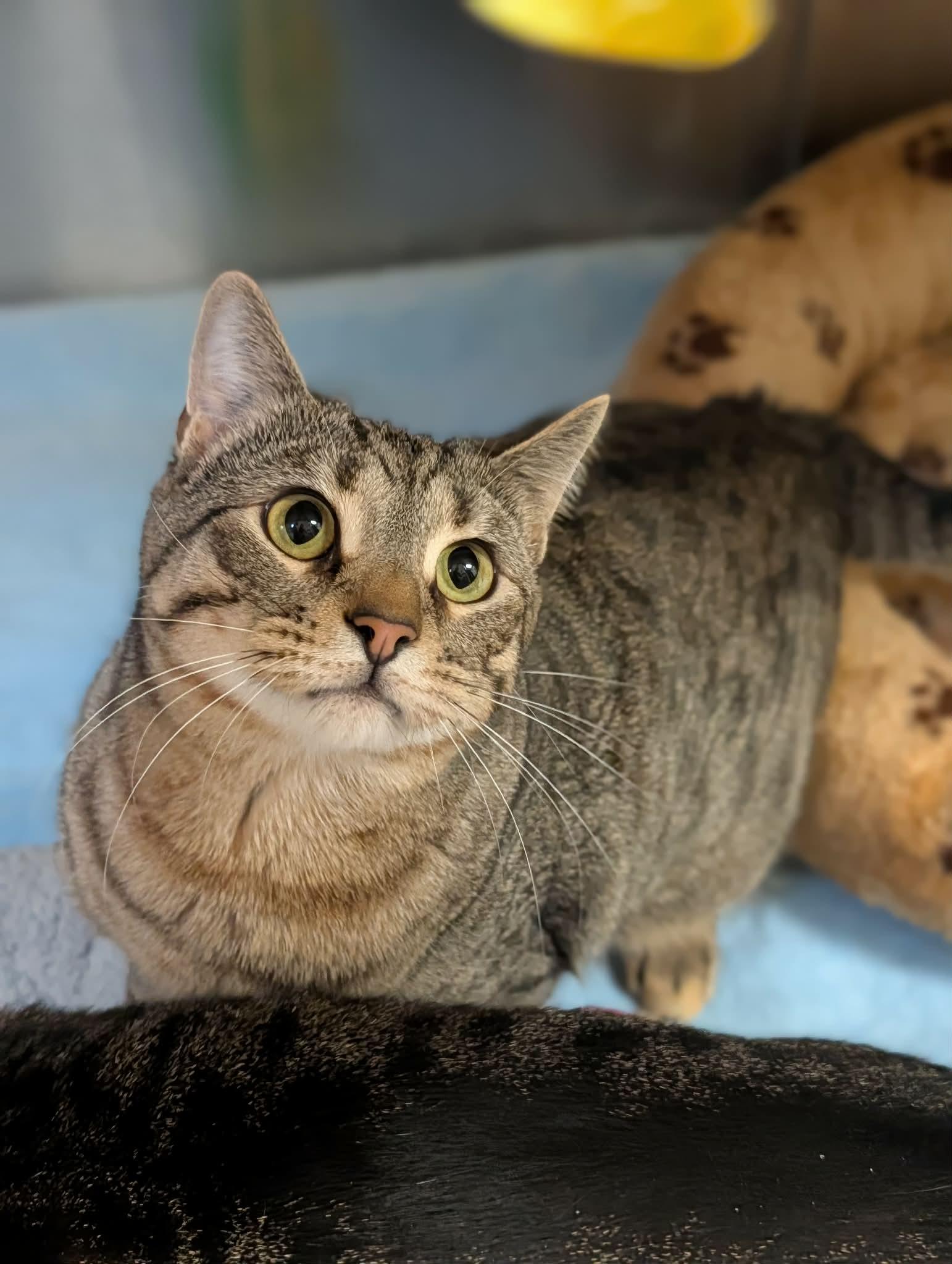 Moose, ADOPTABLE, Adult Male Domestic Short Hair.