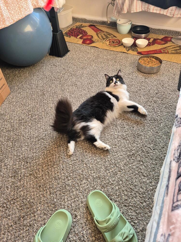 Kate, Adoptable, Adult Female Domestic Long Hair.