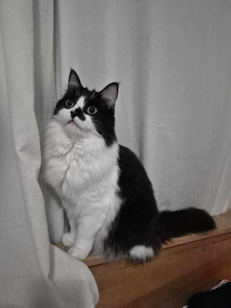 Enlarge Kate, a Adoptable mixed breed in New York, NY image 2/6