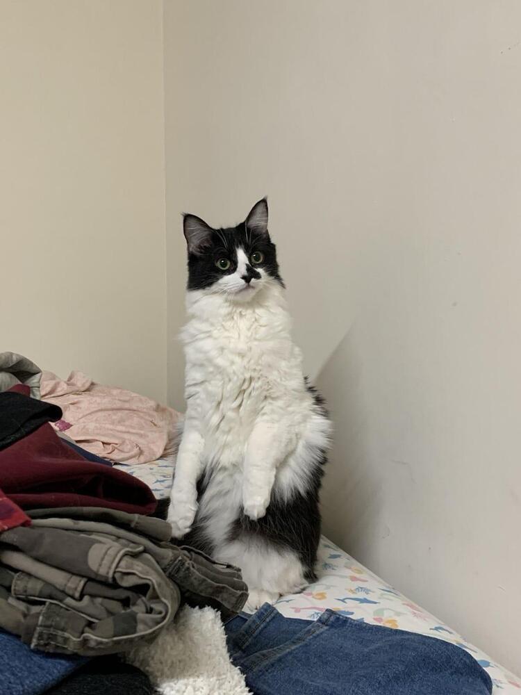 Enlarge Kate, a Adoptable mixed breed in New York, NY image 3/6